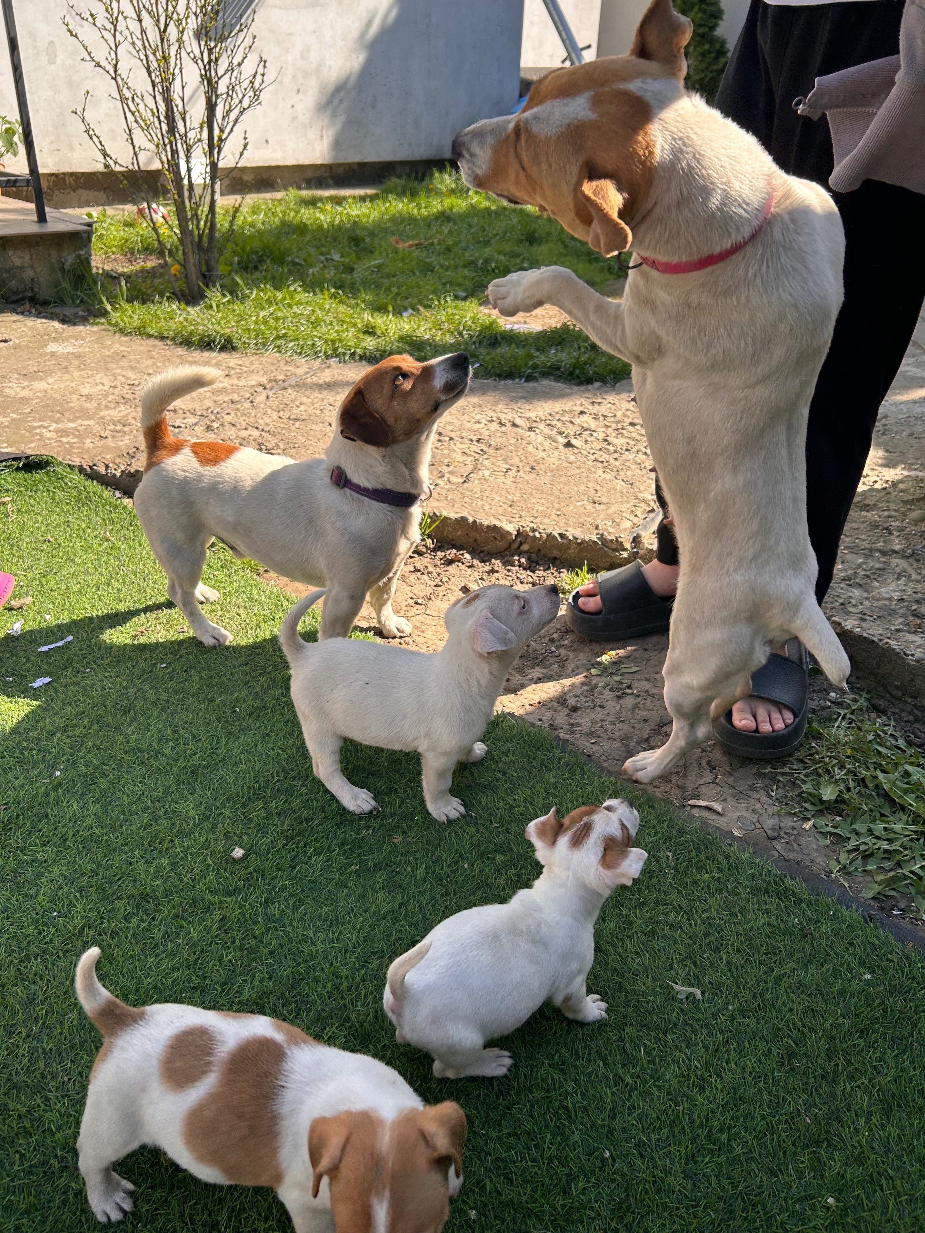 Зникла собака: Чернівці, 1-й Стрийський пров.