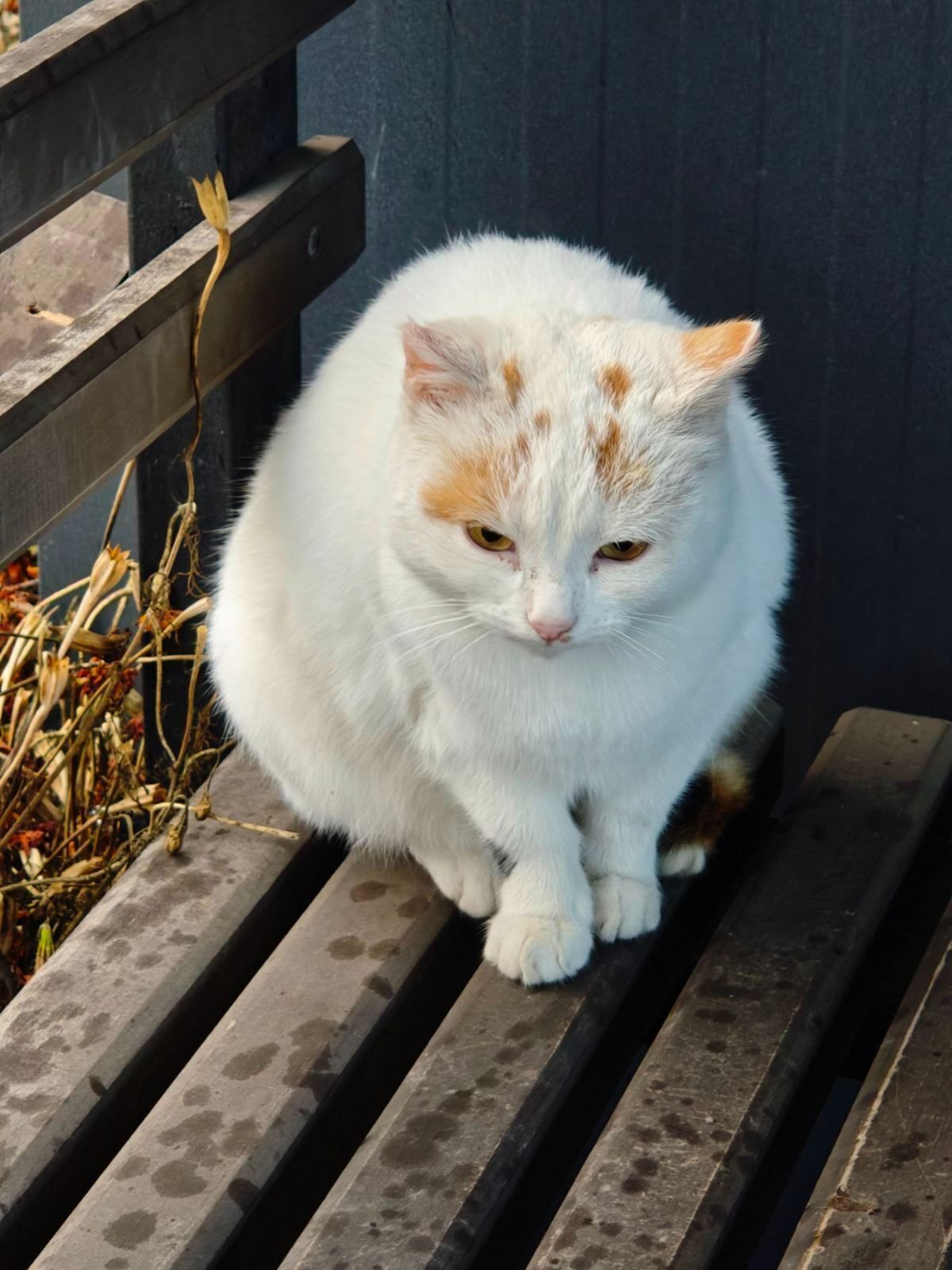Знайдена біла киця з рудими пл...