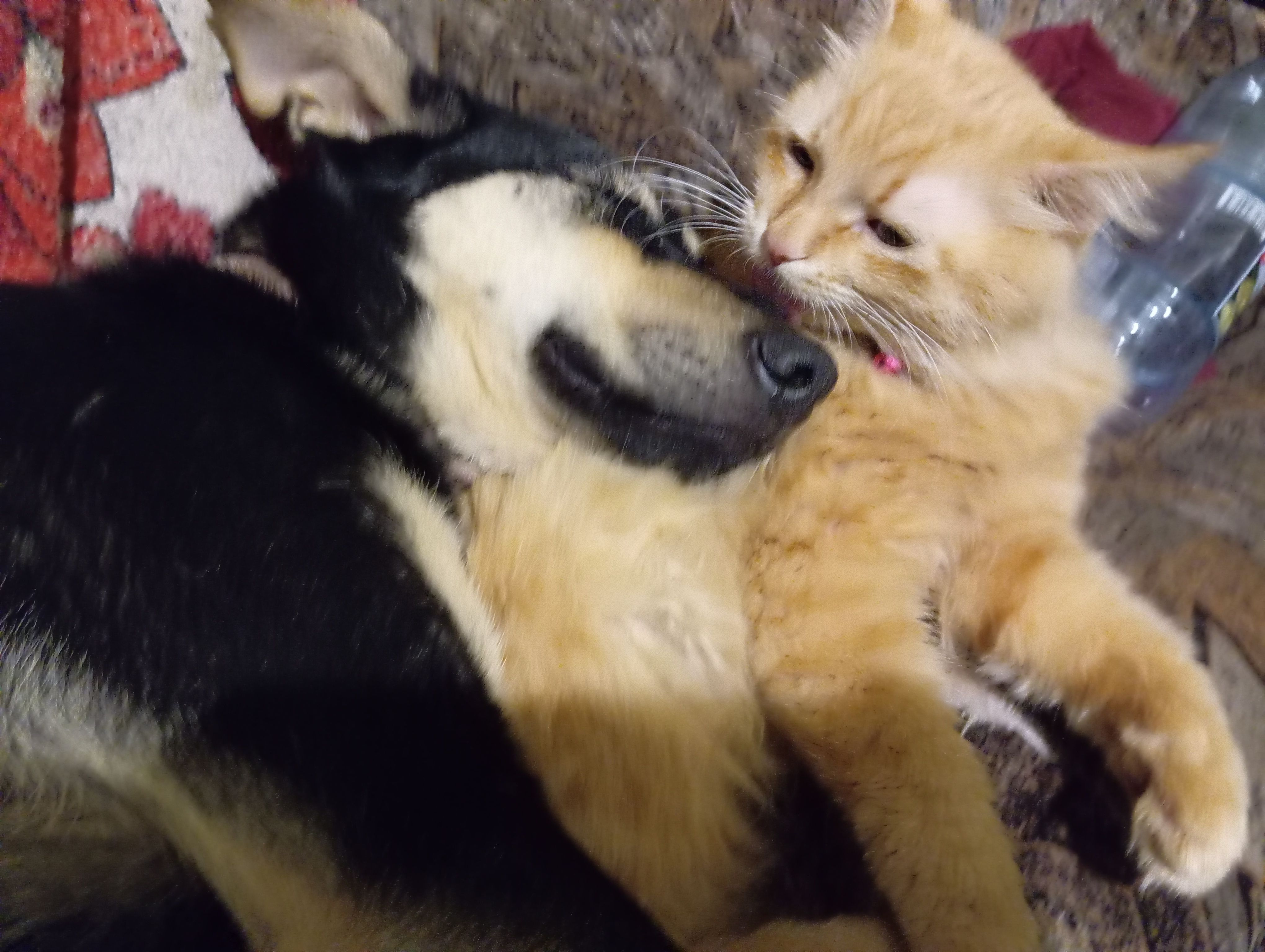 Зникла пухнаста кішка в Хмельницькому