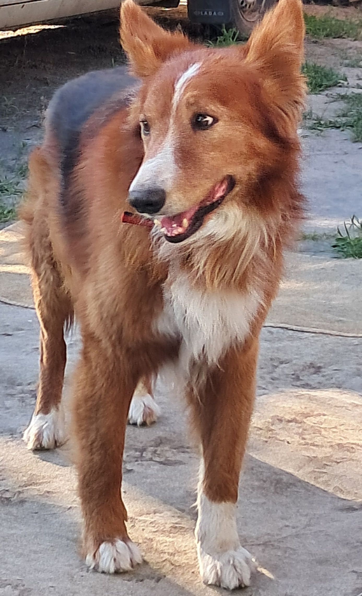 Зник наш пес Дік: допоможіть знайти!