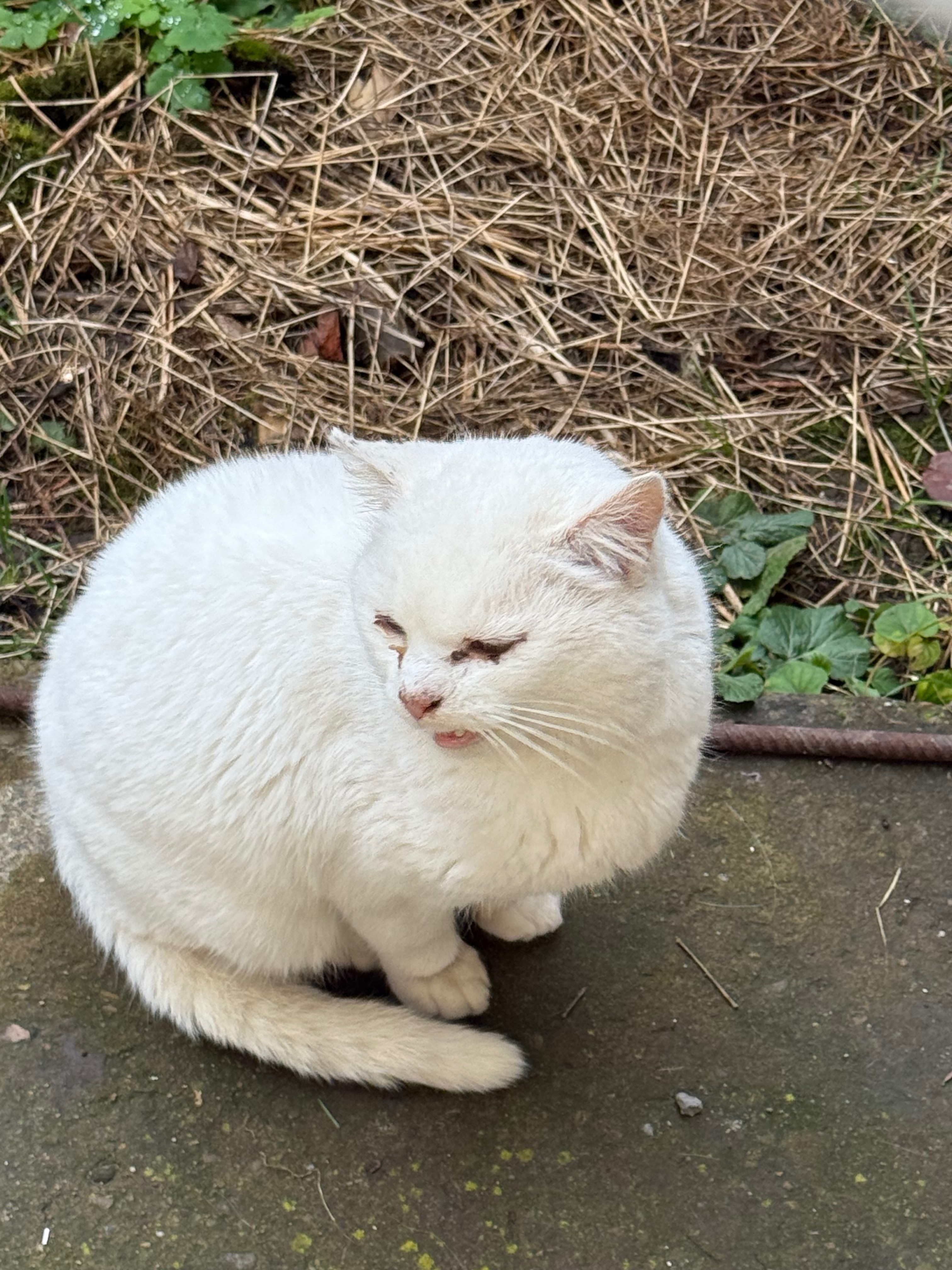Знайдено білого кота: шукаємо...
