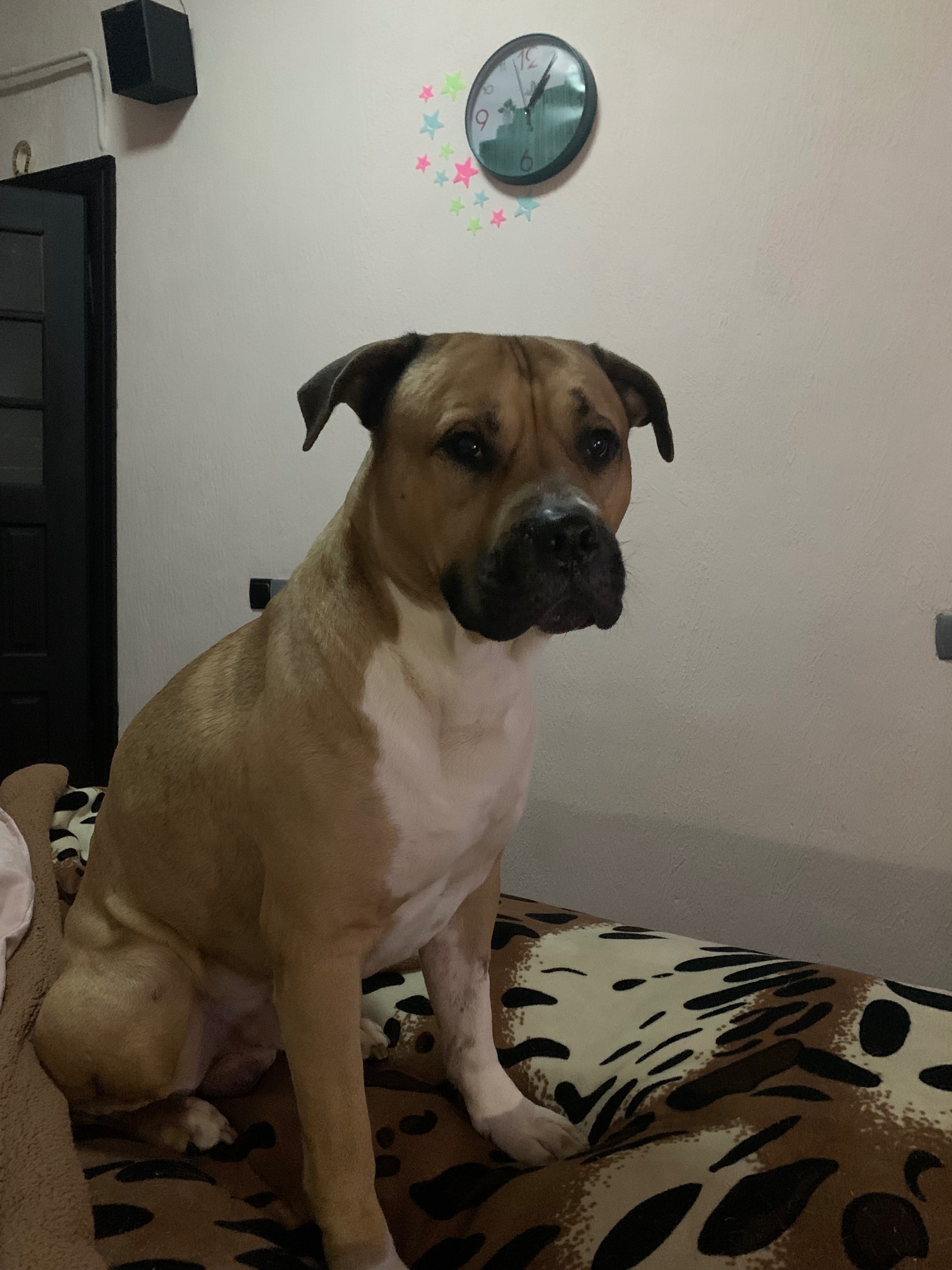 Зникла собака Рудий на Українській, 31