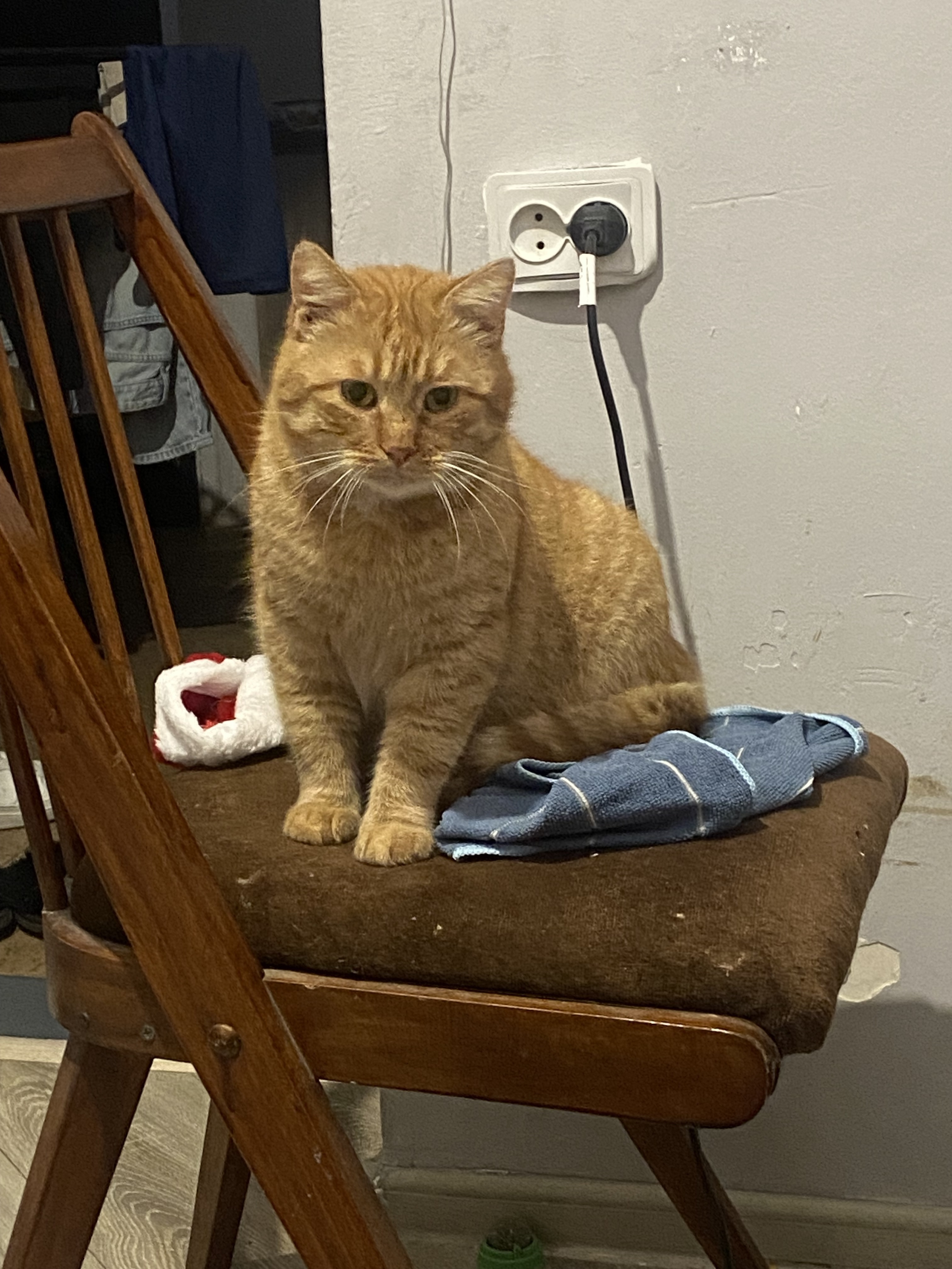 Кішки загублені, Львів, фото: Зникла кішка: Рижий котик на Ляйнберга, 5