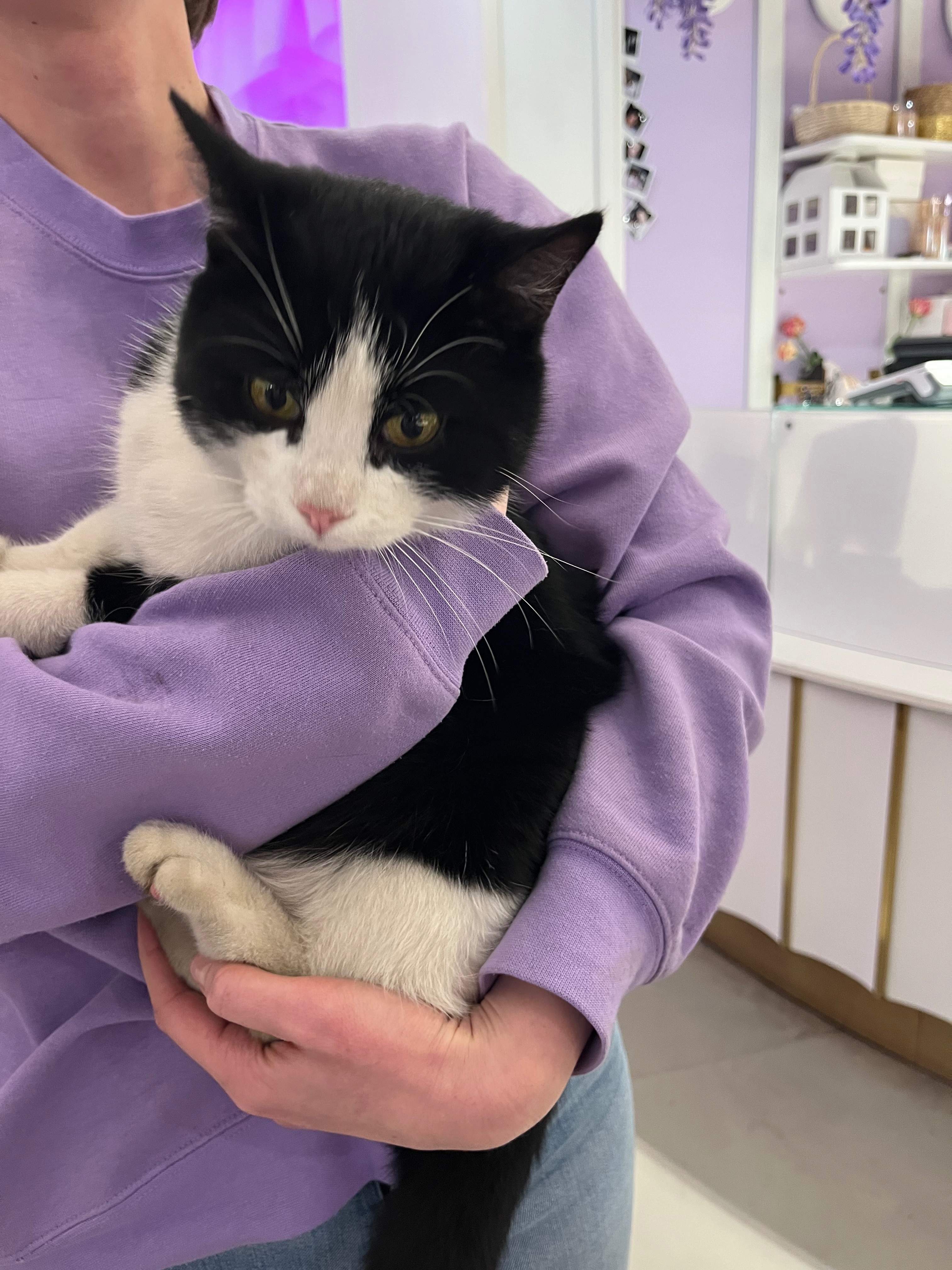 Знайдена кішка на вул. Хмельни...