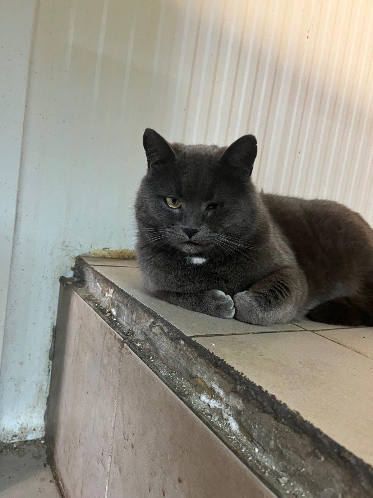 Зникла велика сіра кішка в Вільшанах