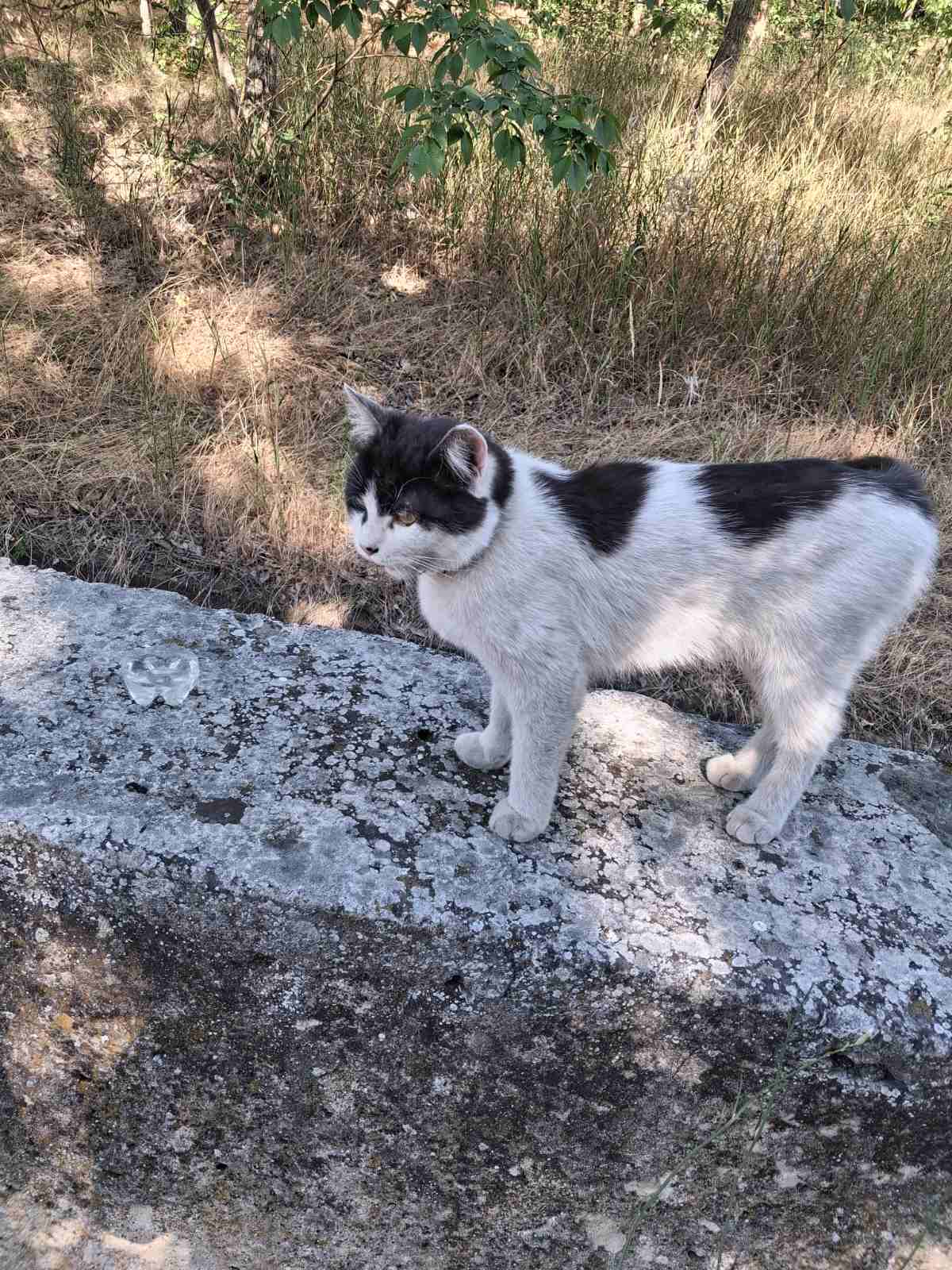 Найден котик: ищем хозяина в О...