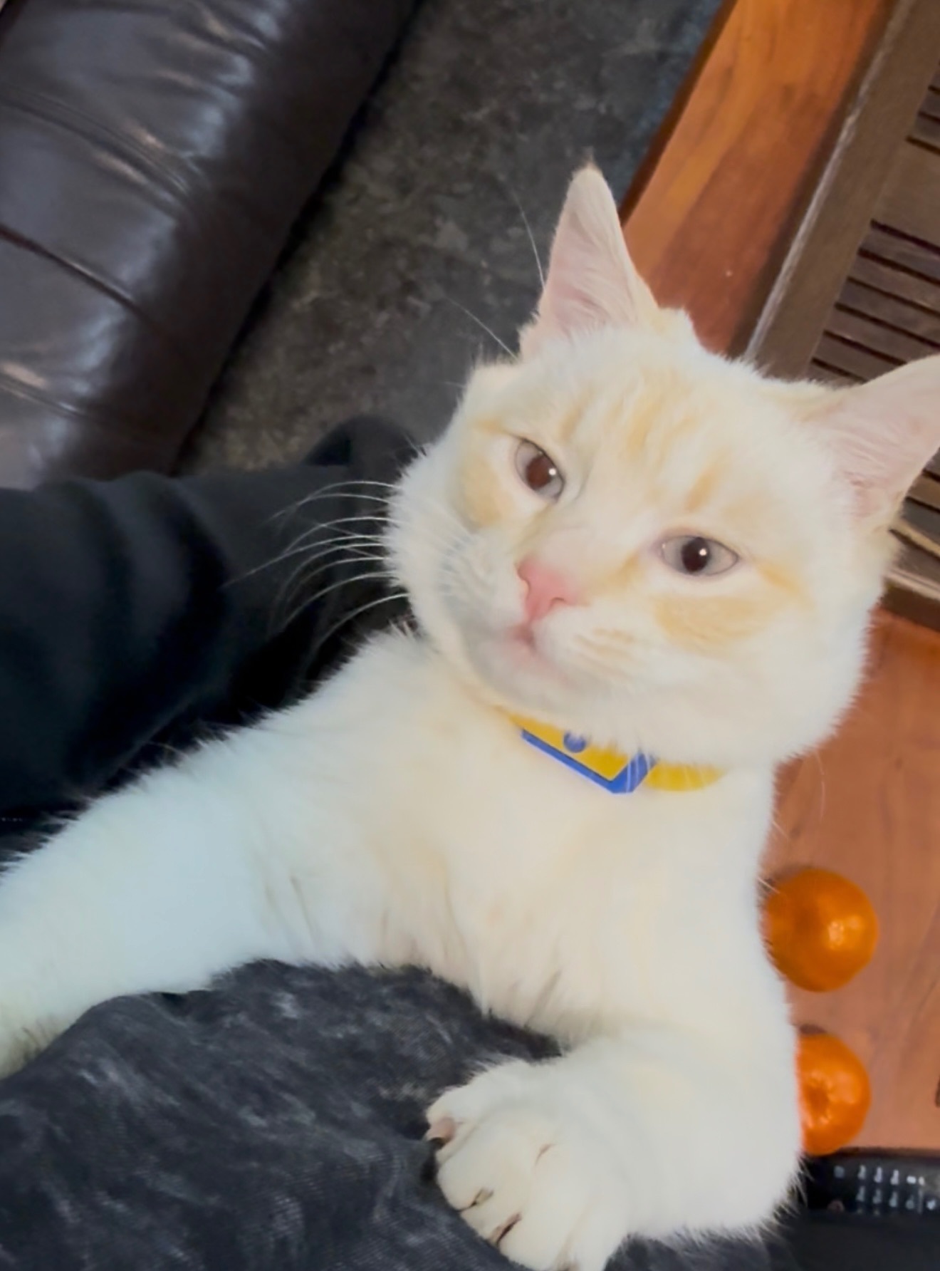 Знайдена кішка з ошийником у В...