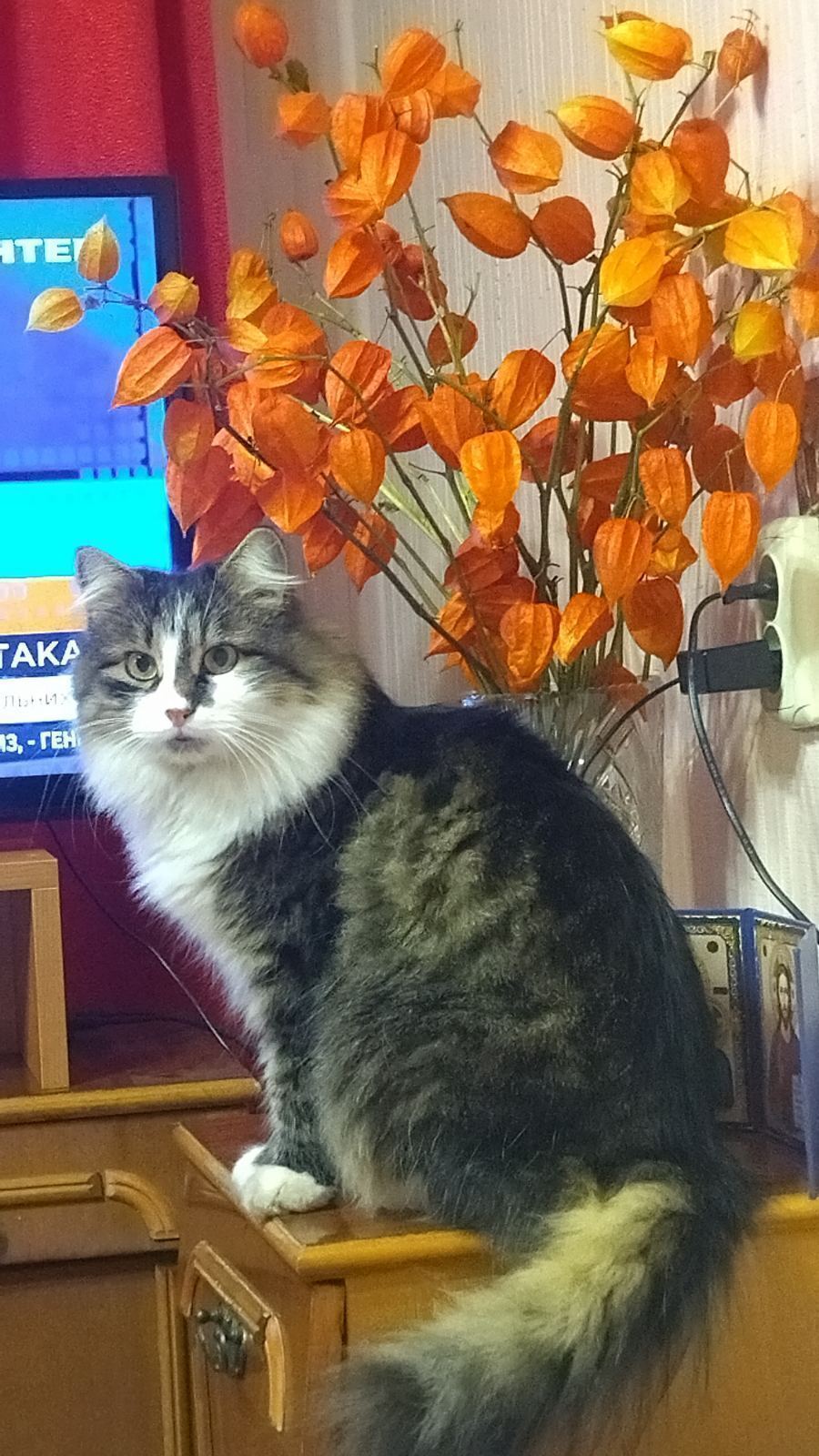 Зникла сибірська кішка на Козацькій, 7