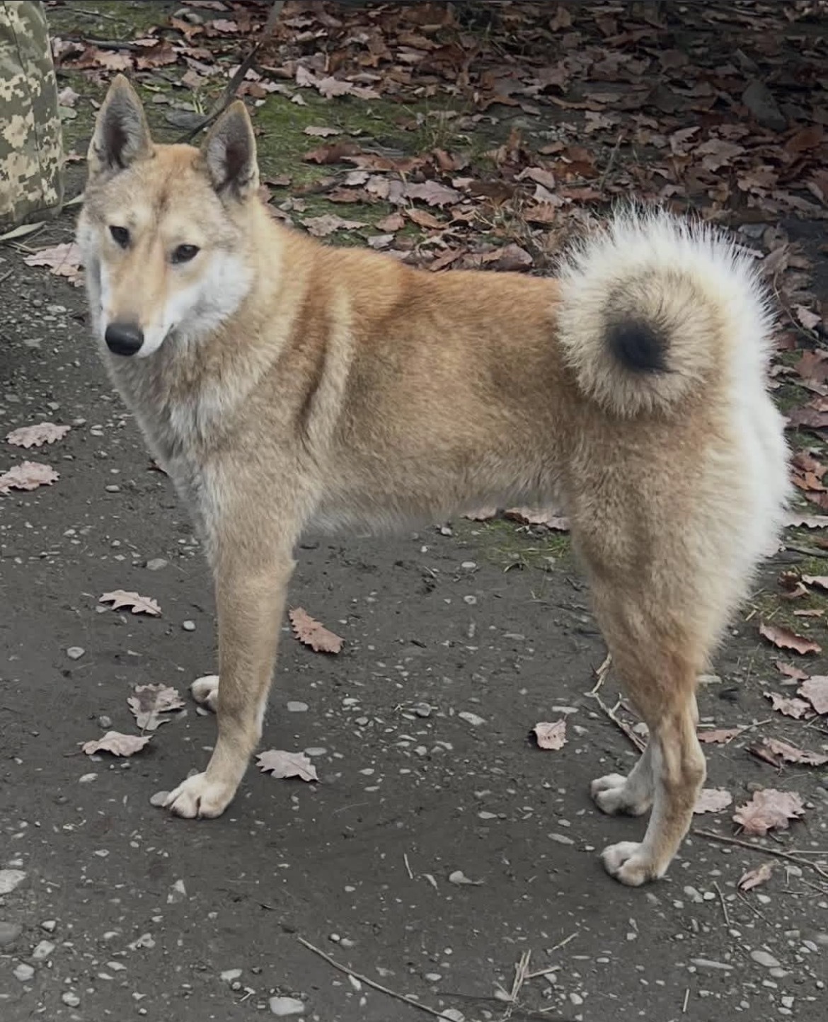 Зникла Лайка: Винагорода за повернення