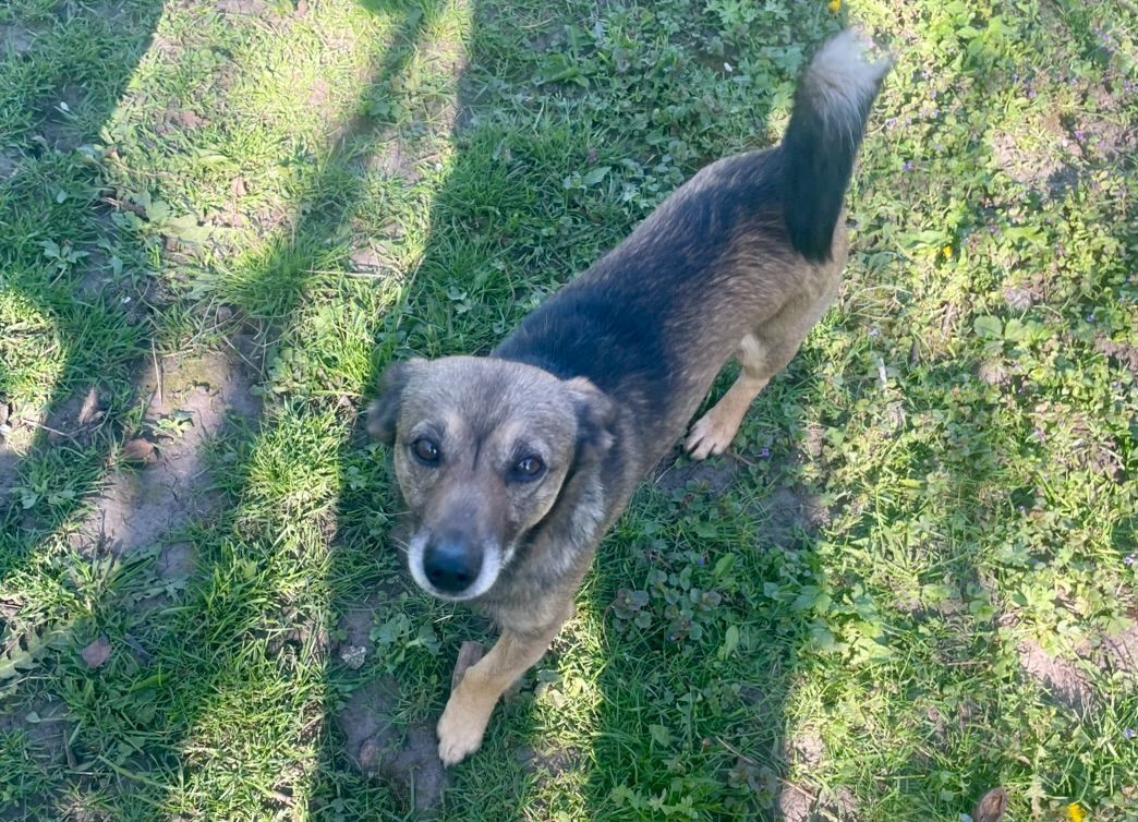 Зник собака Балу в с. Верболози, Вінниччина