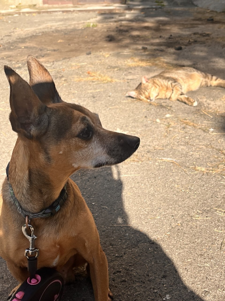 Зникла собака Рудий: допоможіть знайти!