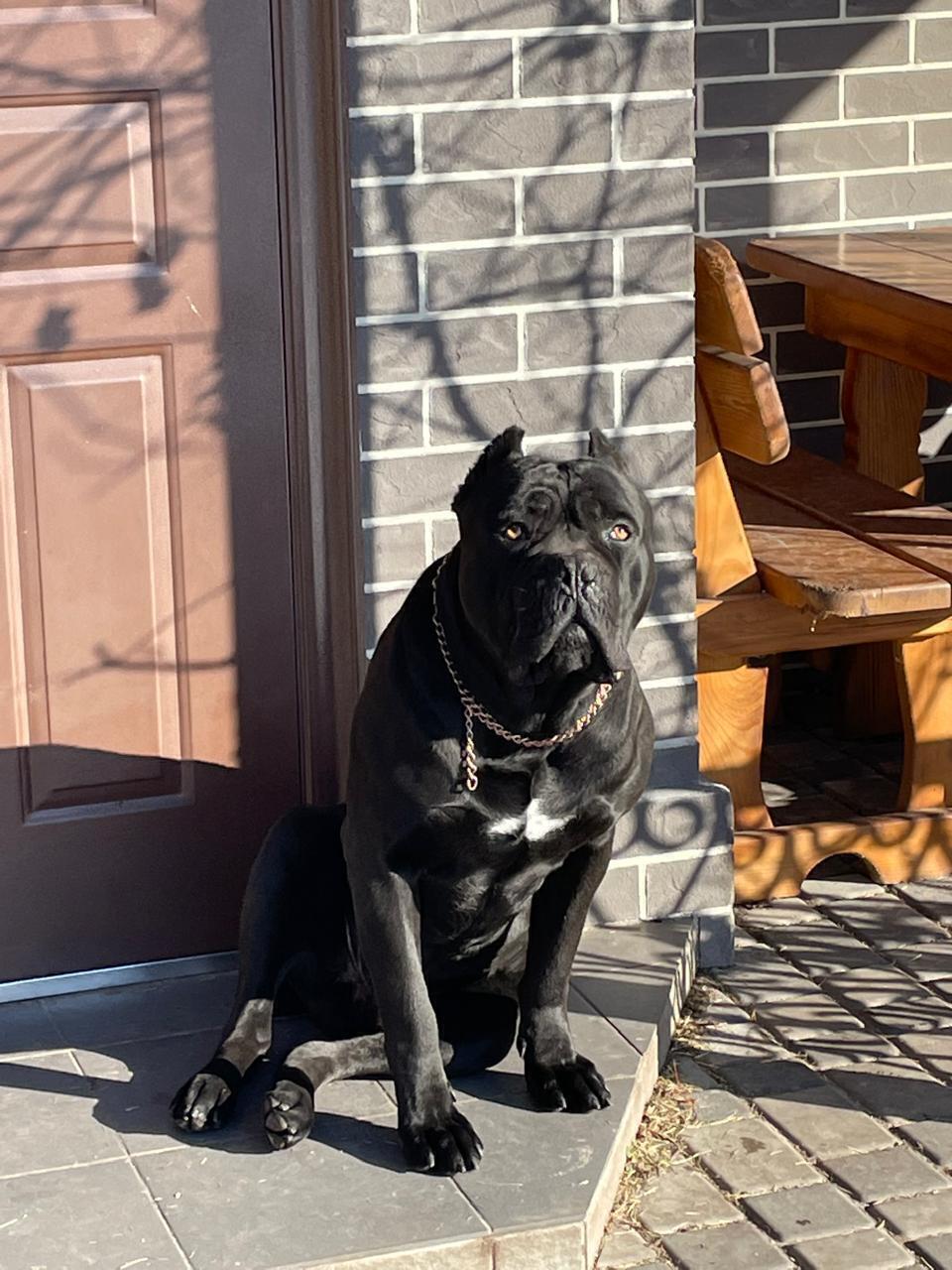 Зникла кане-корса з особливими прикметами