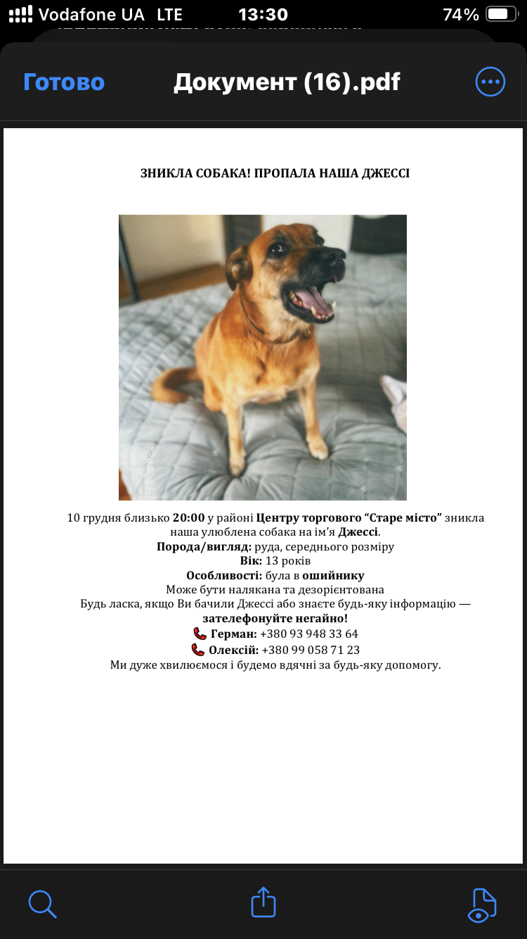 Зникла собака Джессі у Вінниці, допоможіть!