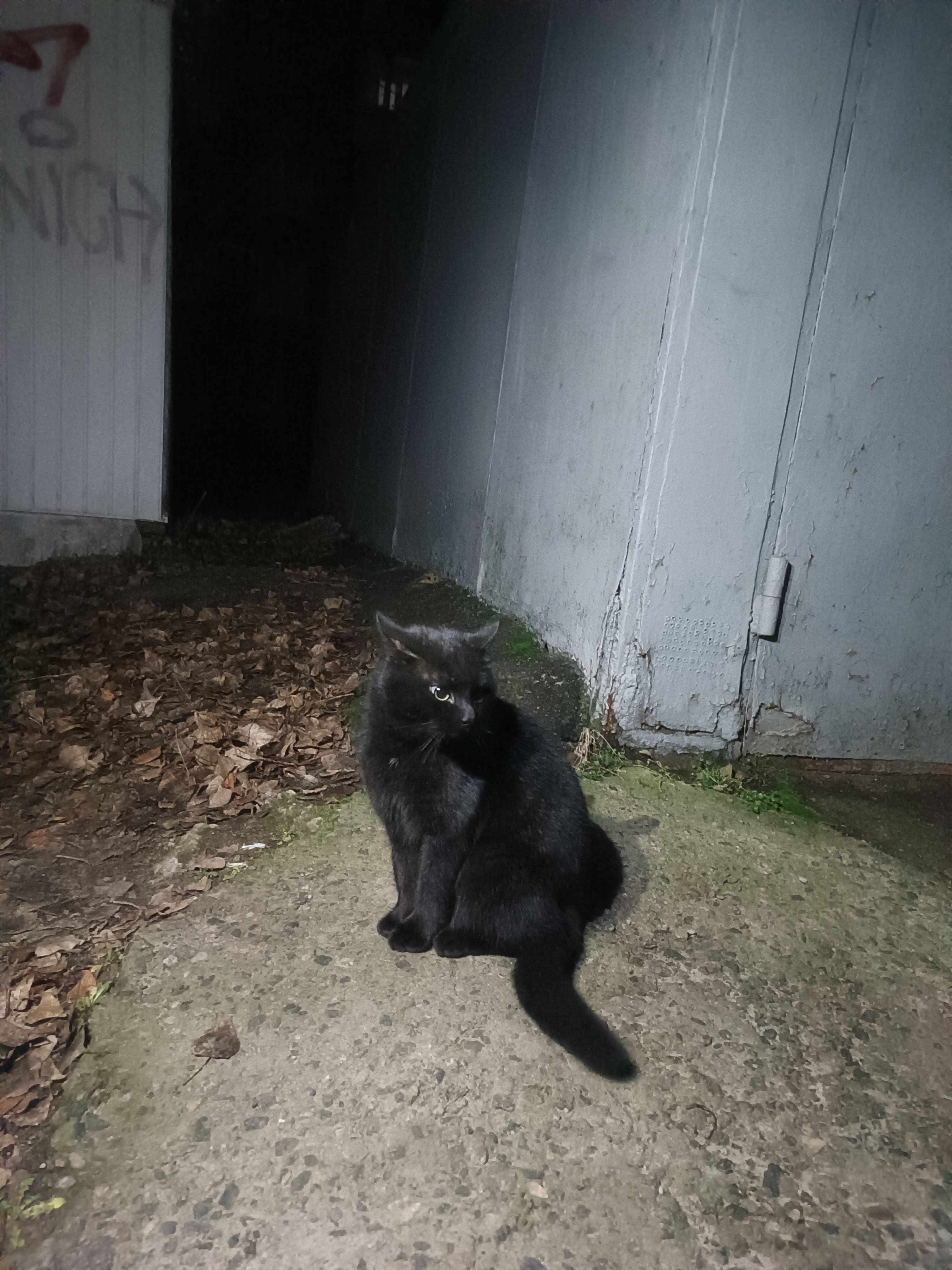 Знайдена налякана чорна кішка...