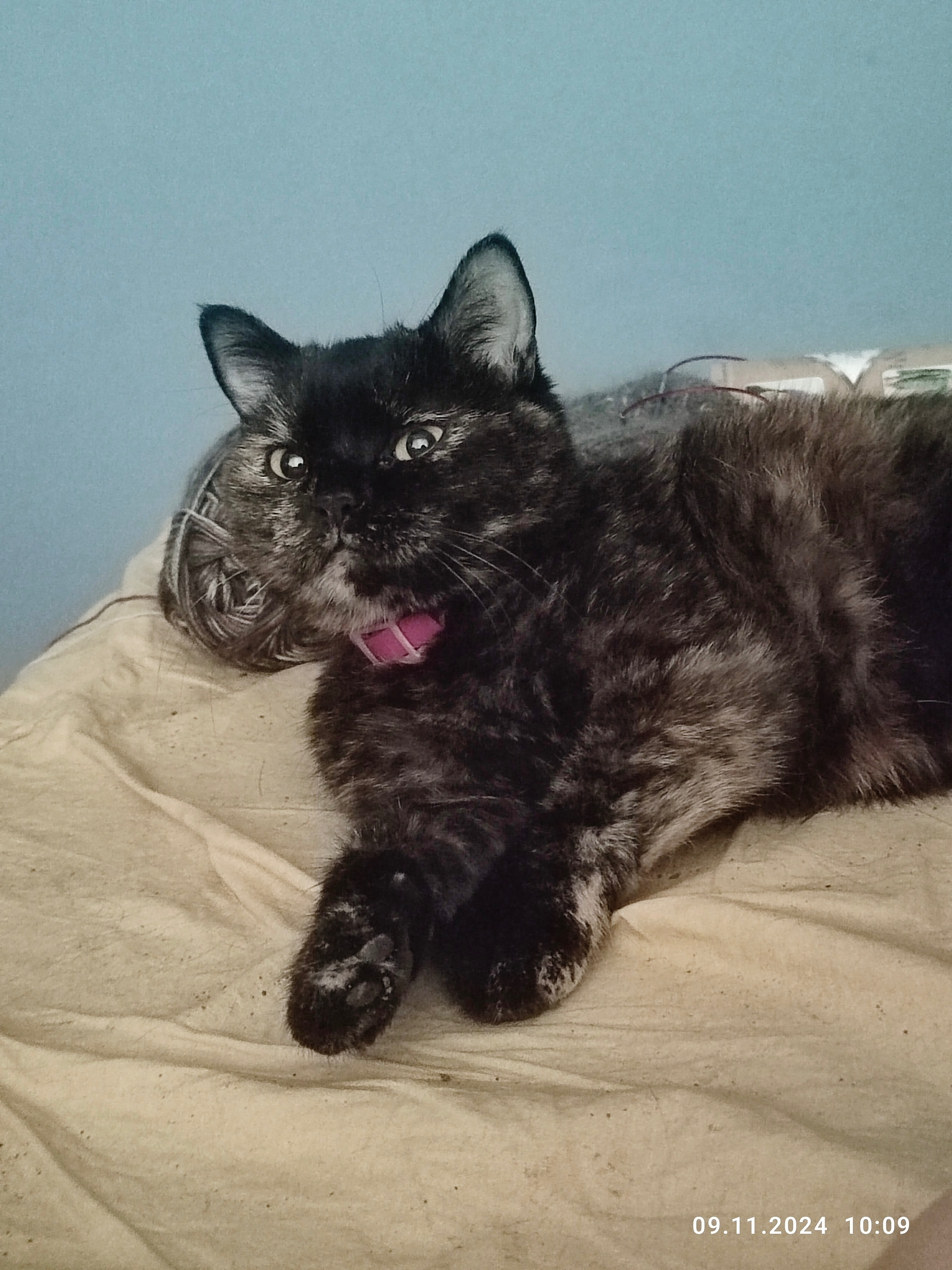 Зникла кішка: черепаший окрас, нашийник