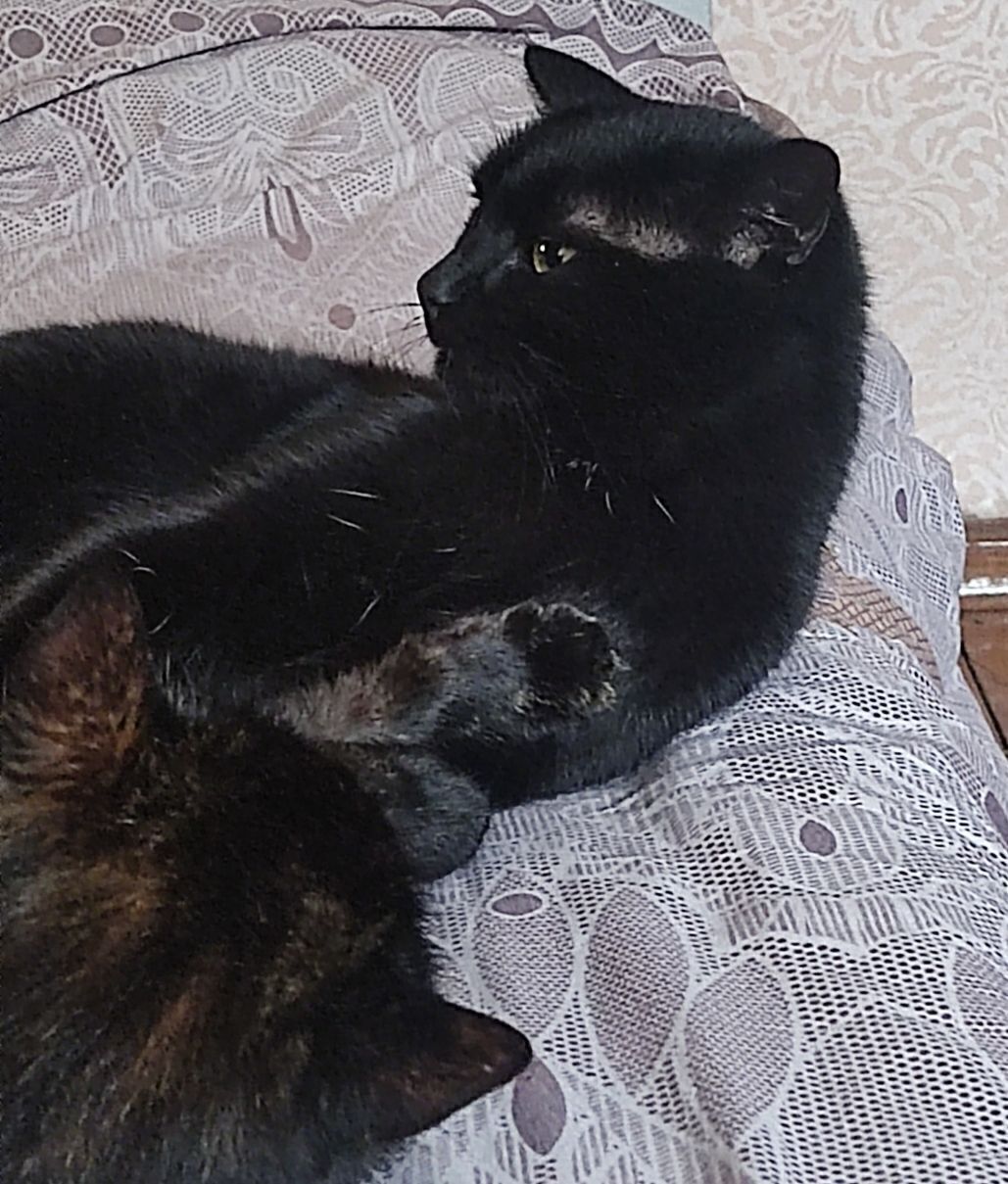 Зникла чорна кішка на вул. Жлуктенка