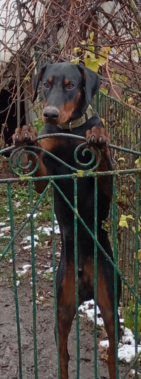 Зникла собака: чорний доберман у Тустані