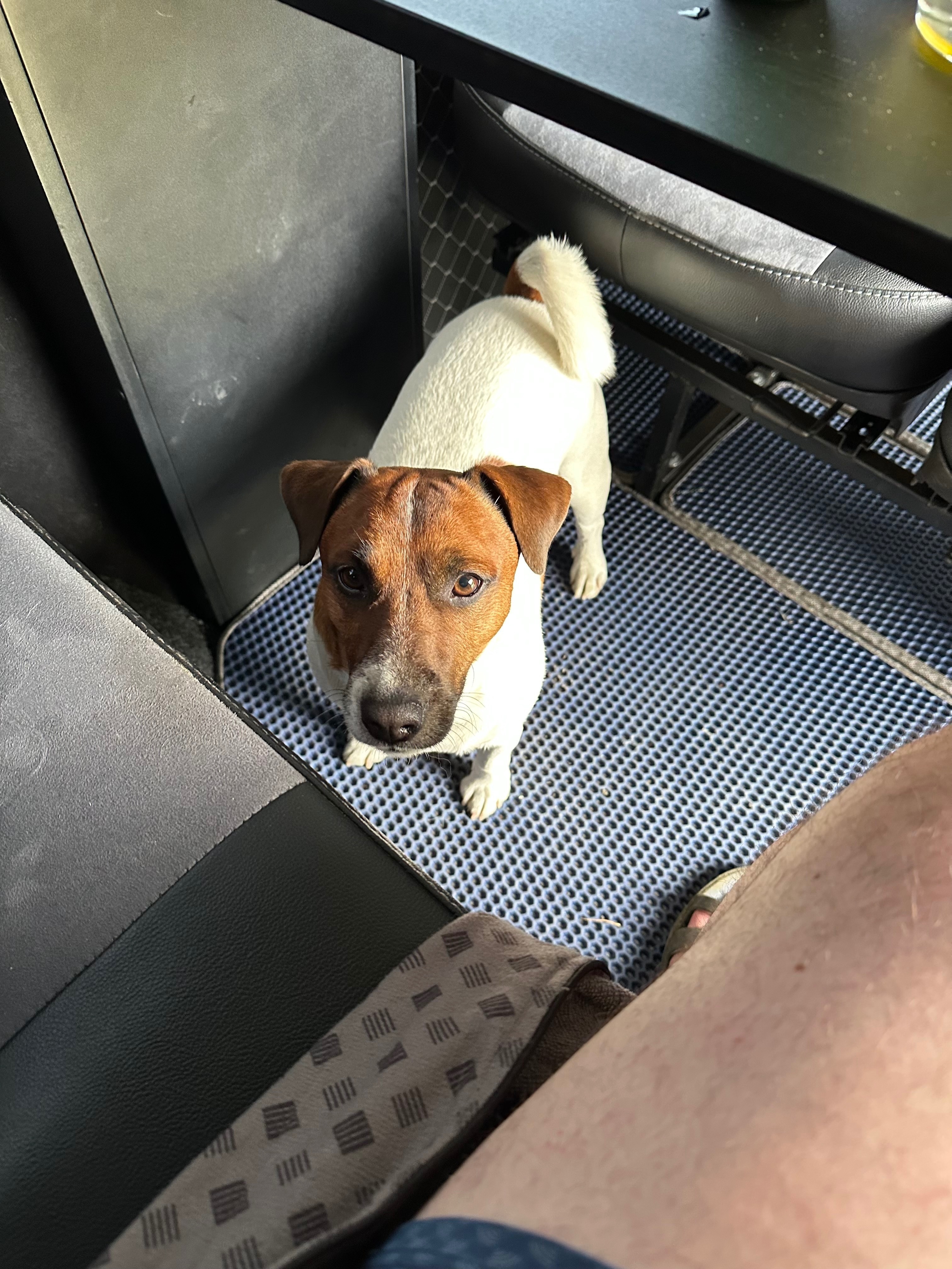 Зникла собака в Сумській області: Джек Рассел 3 р.