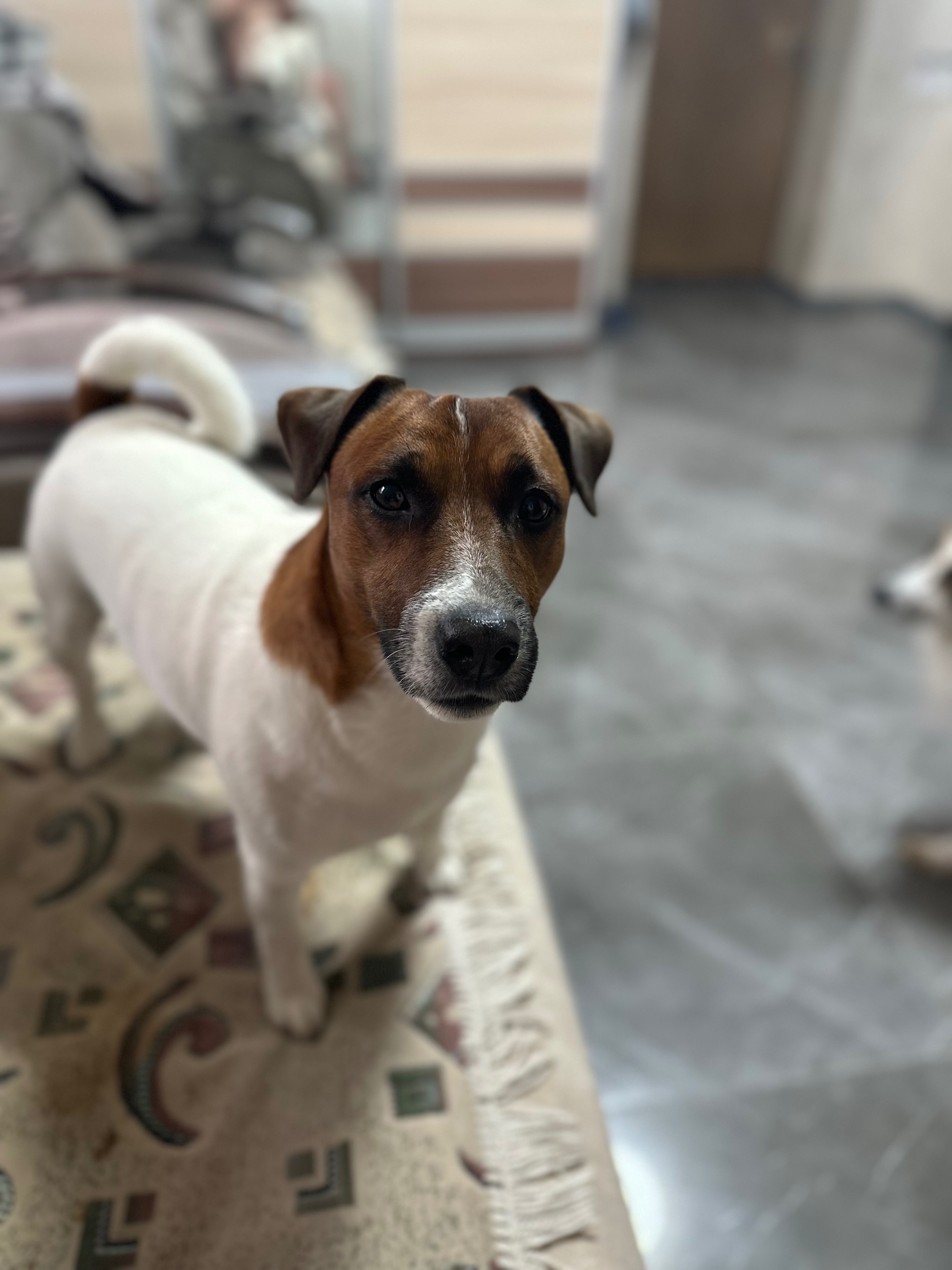 Зник Джек Рассел тер'єр у Нижньосироватській