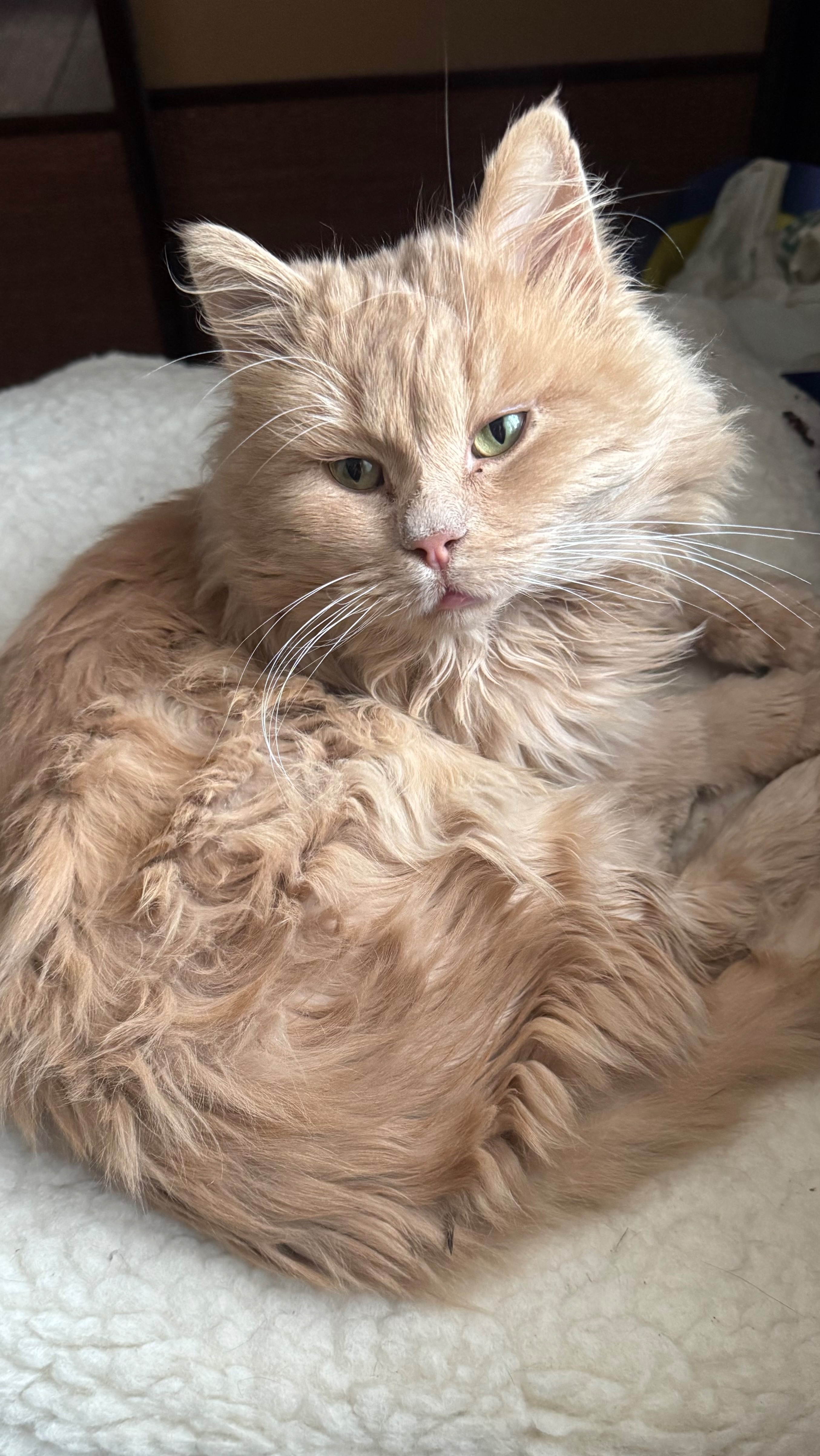 Знайдено рудого котика біля ТЦ...