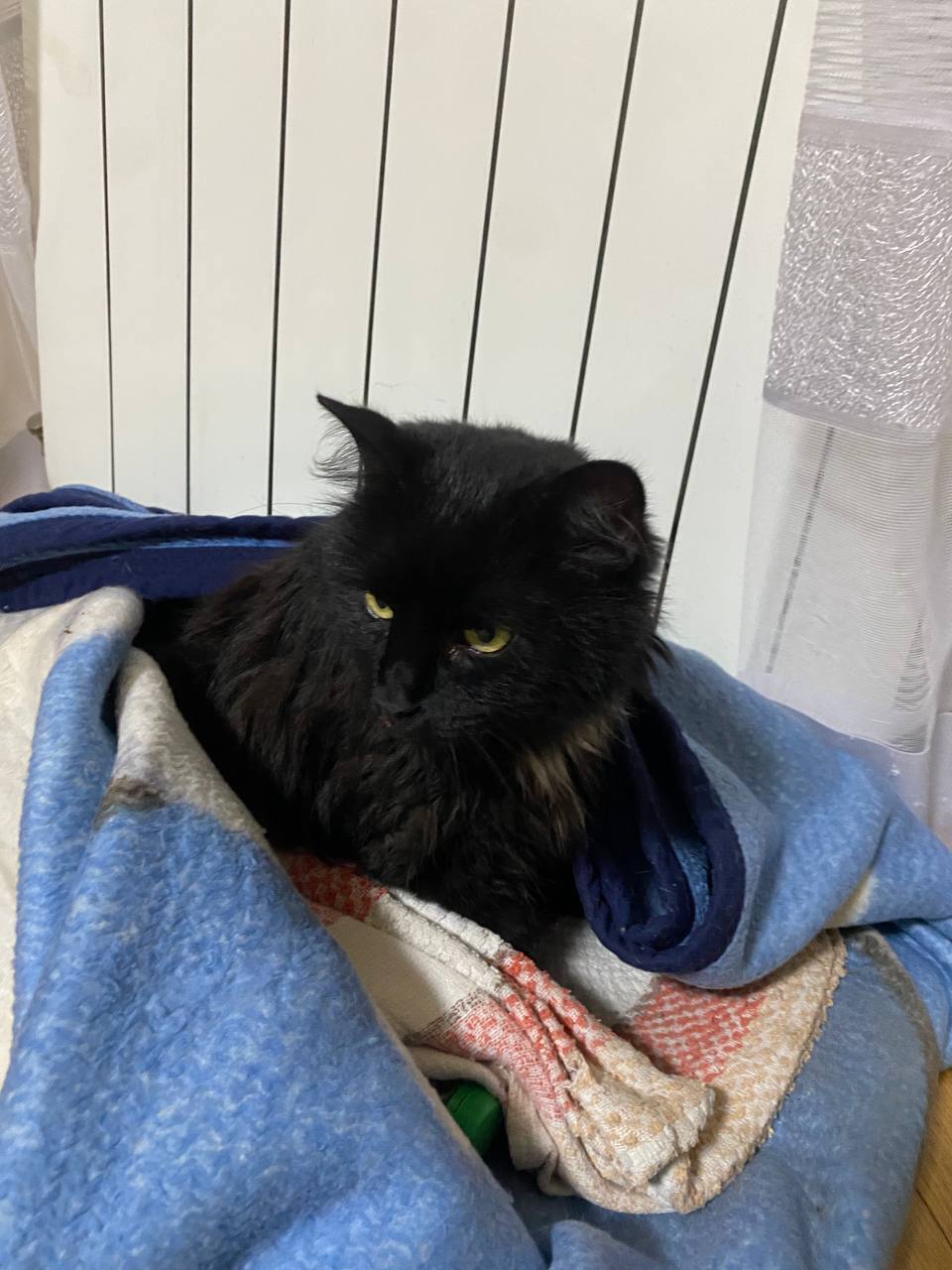 Знайдена кішка: чорна з білою...