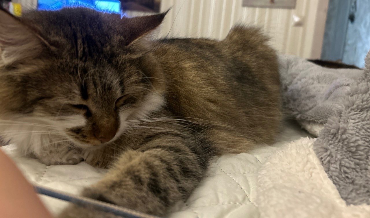 Зникла кішка на Біологічній, Харків