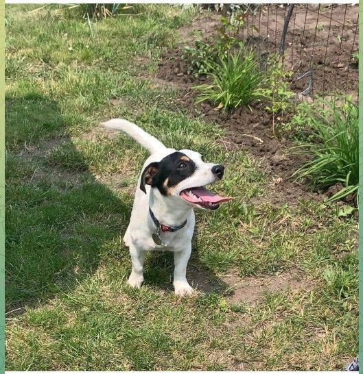 Зник джек-рассел Макс у Дніпрі: допоможіть!