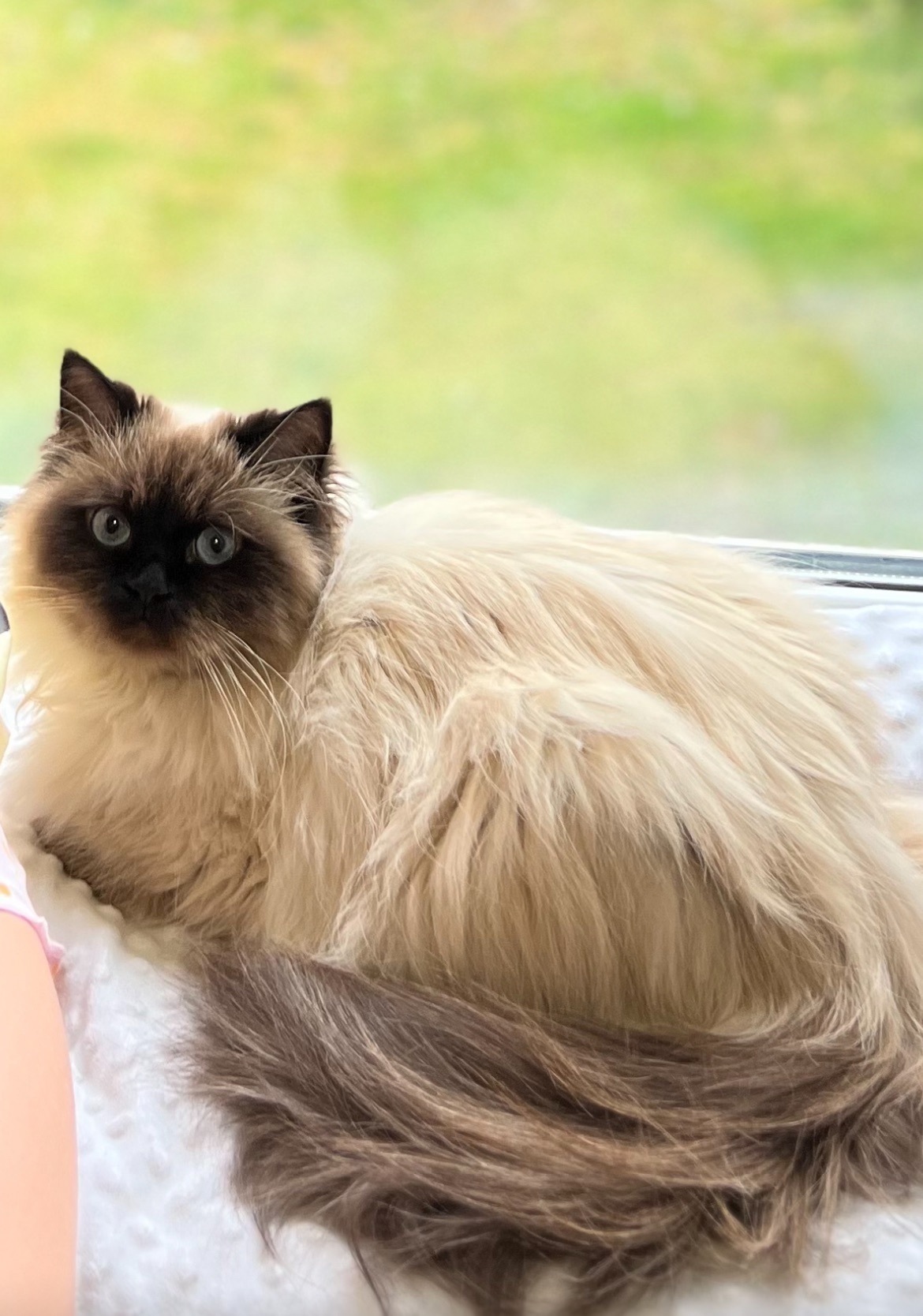 Зникла невська маскарадна кішка: Чайки, 28