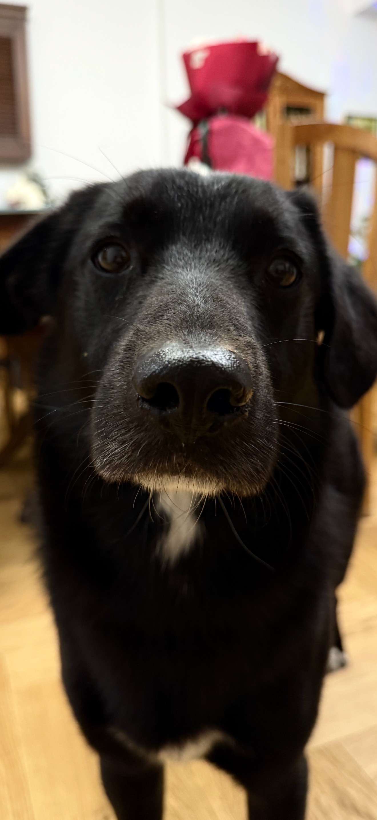 Зникла собака: чорний з білою плямою