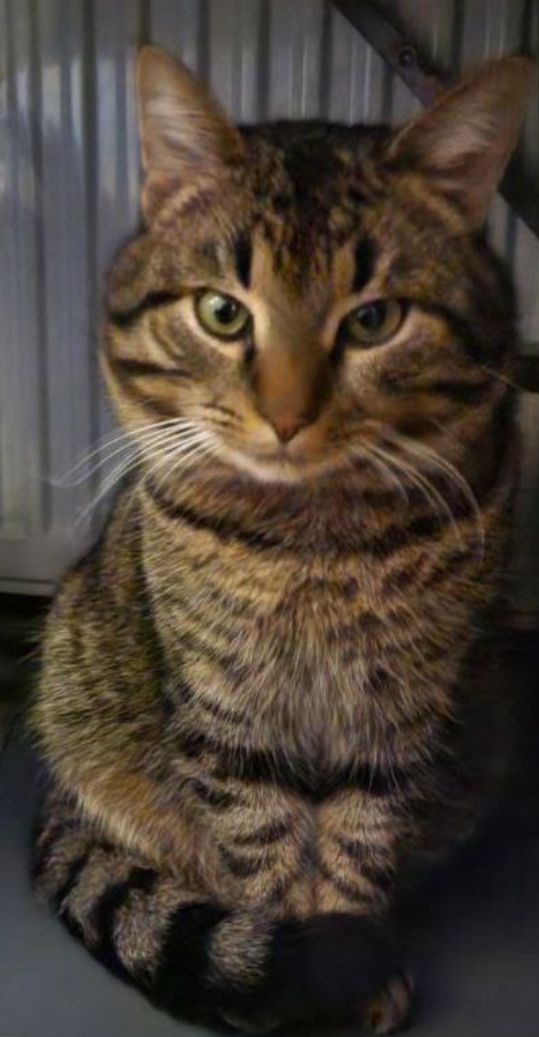 Зникла чіпована сіра кішка з н...