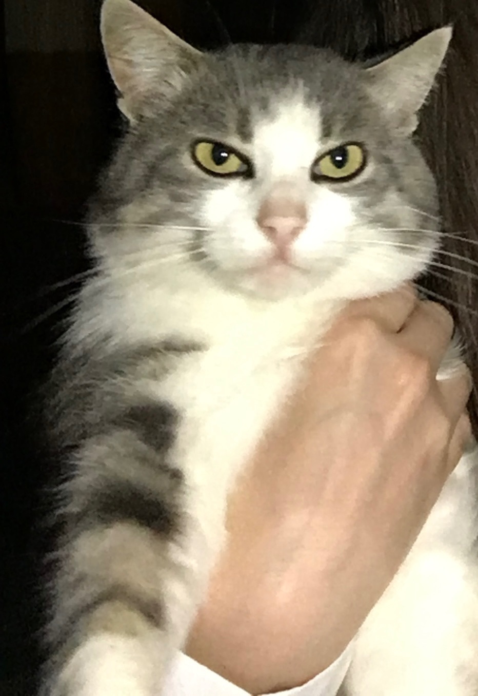 Зниклий кіт у Ладижині: допоможіть знайти