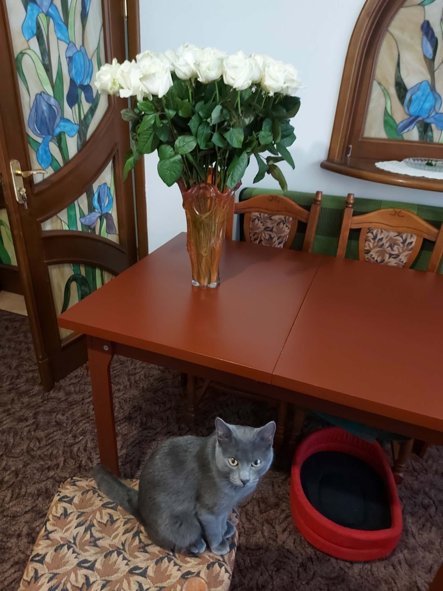 Зникла кішка: Сірий котик у Львові