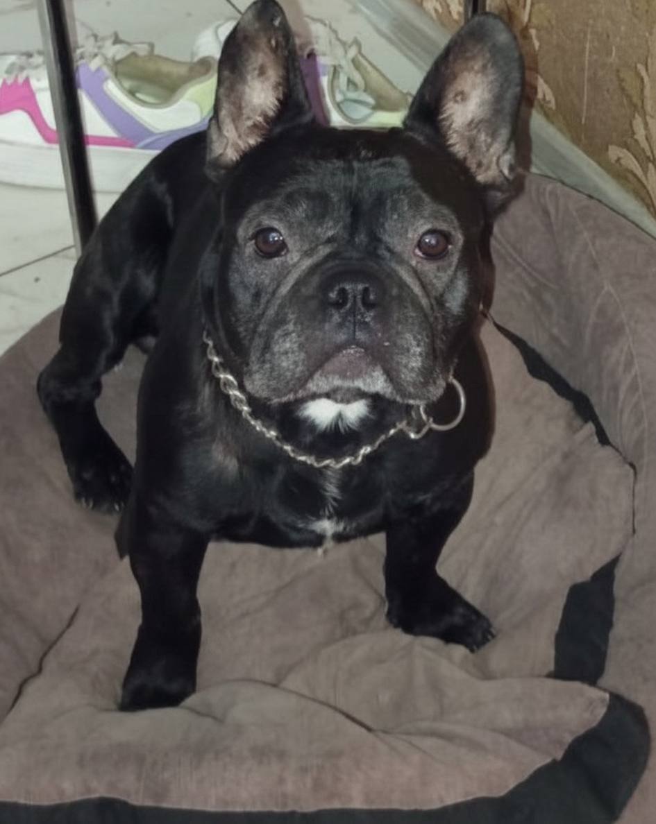 Зникла собака під час атаки в...