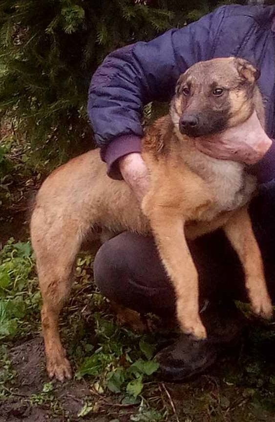 Зникла собака манілуа, 8 місяців, Перепельники