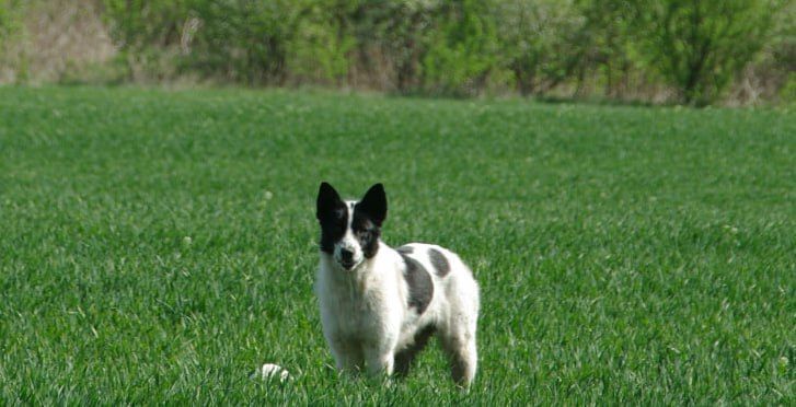 Зникла собака: Великий білий з плямами, Вінниця
