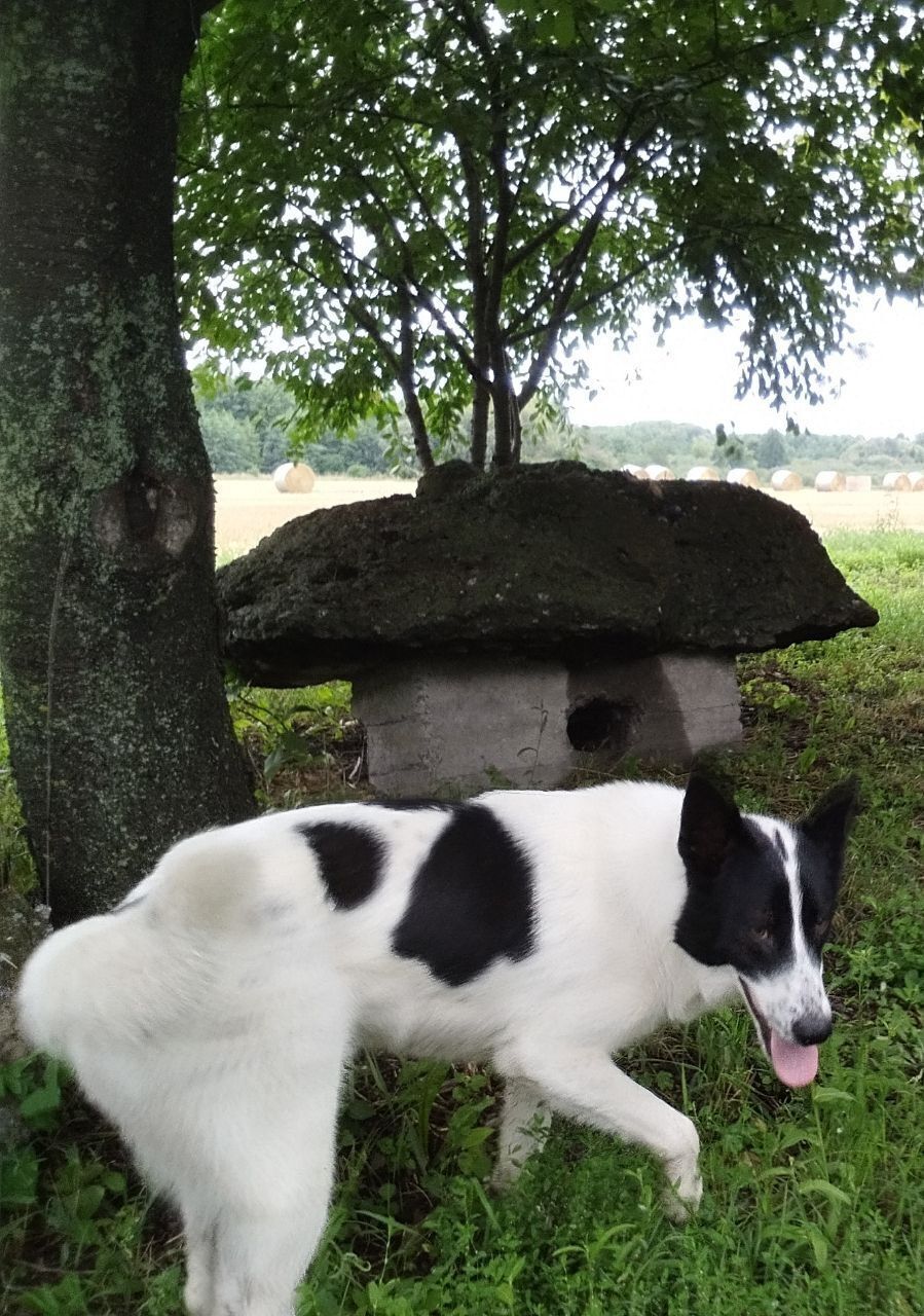 Зникла собака Мілка у Вінниці: Стадницька