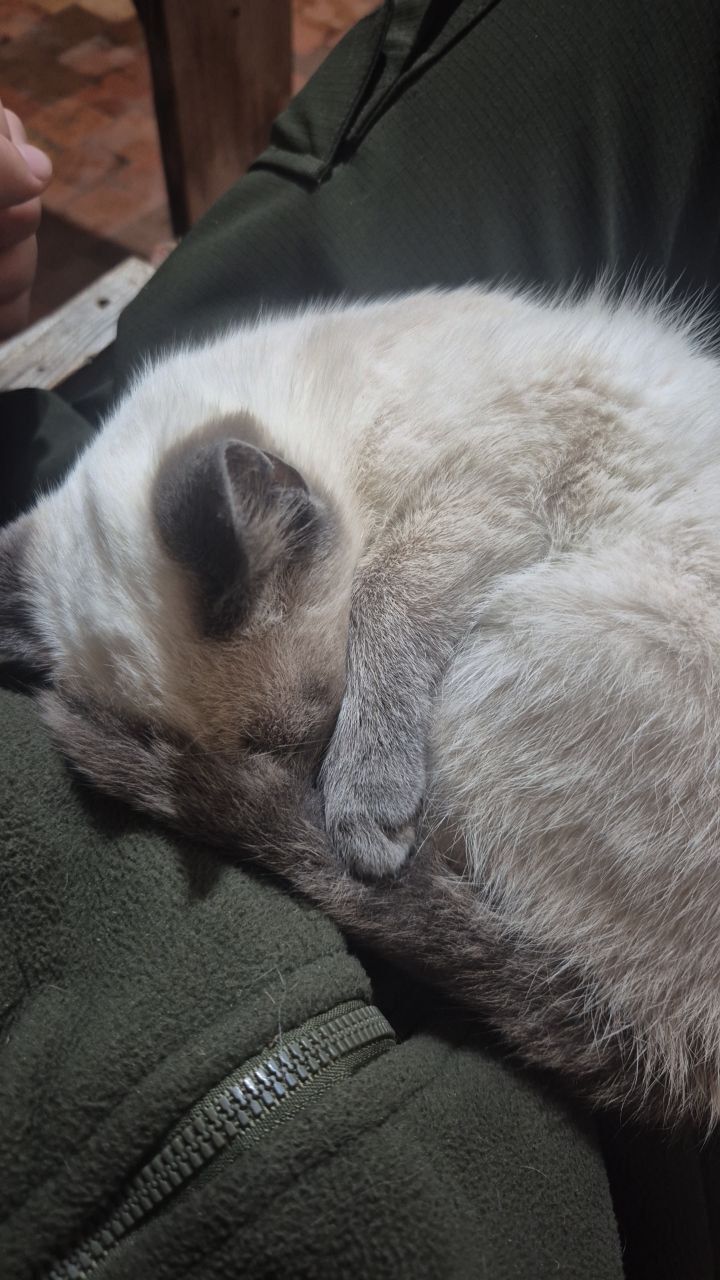 Зникла кішка: білий з чорними мітками