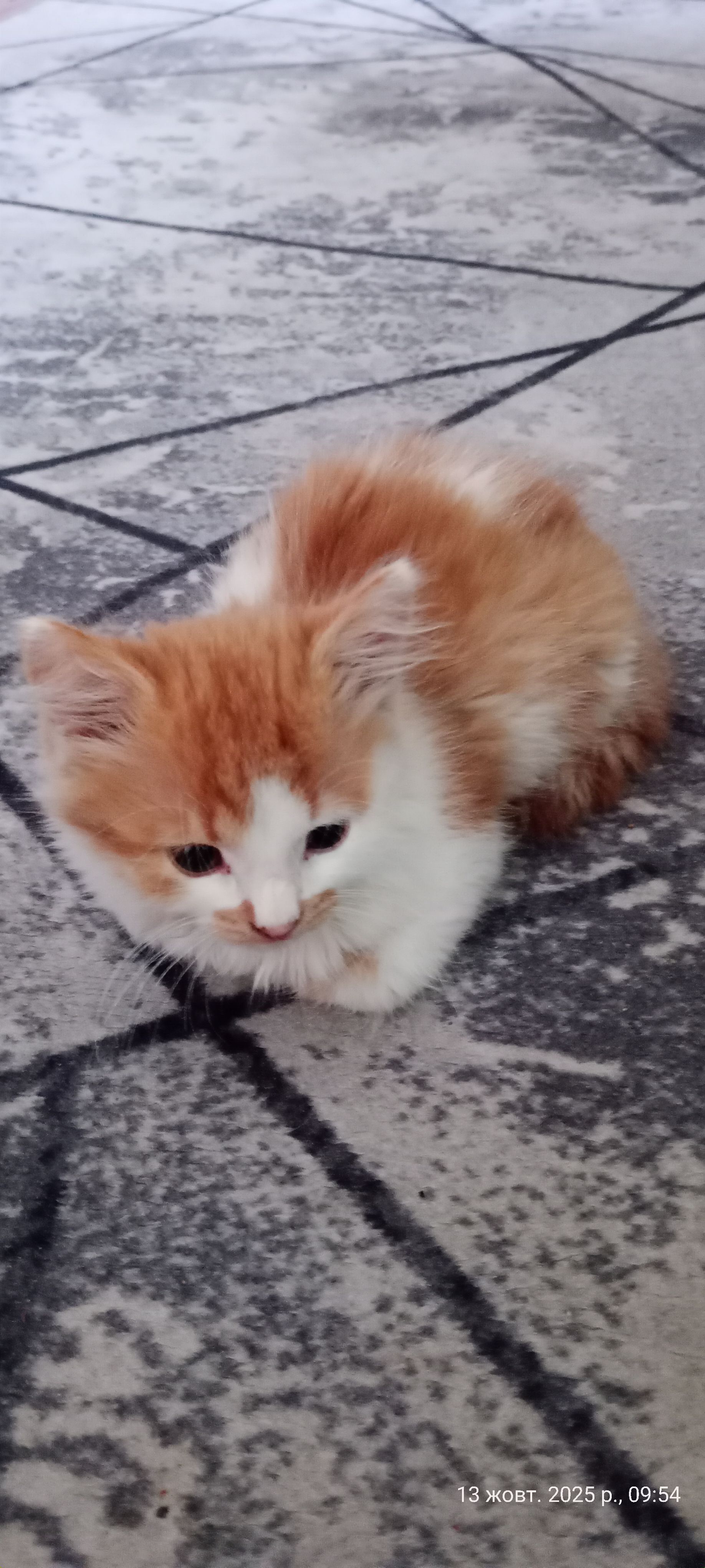 Зникла грайлива руда кішка в Степанцях