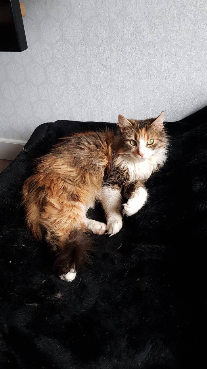 Зникла трикольорова кішка в Осещині