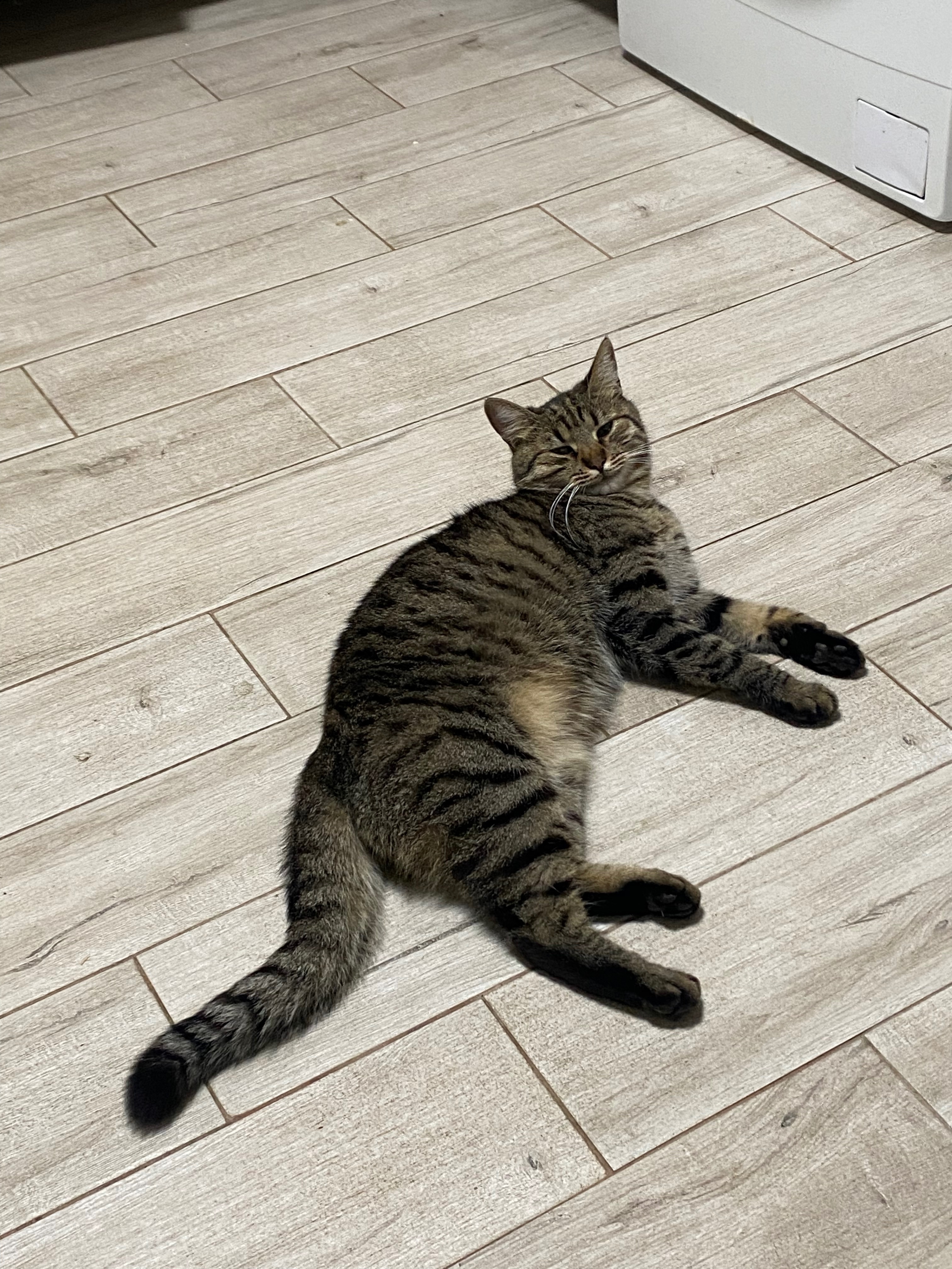 Зникла кішка Рей: коричнево-чорна, Київ