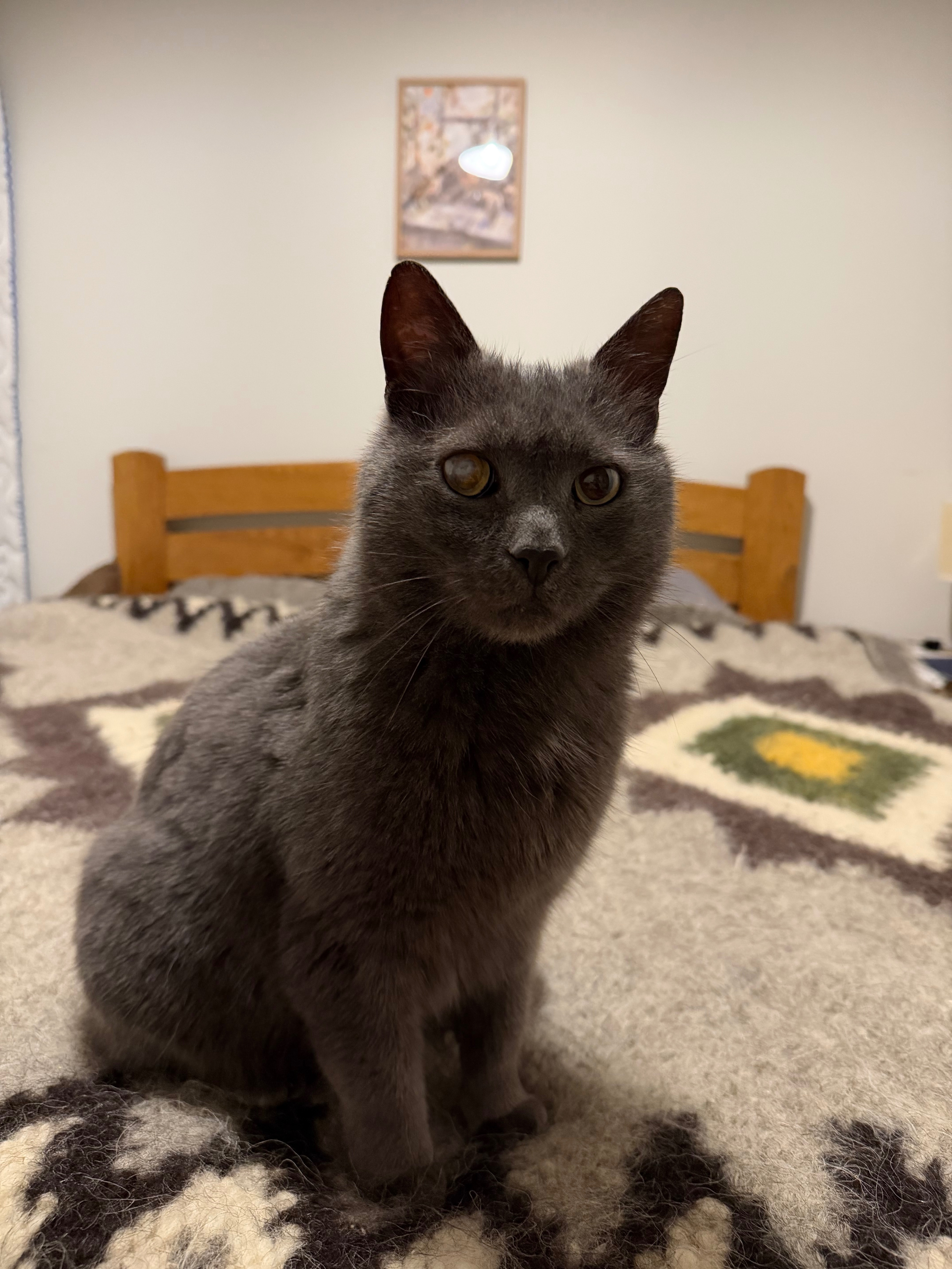 Знайдено сірого котика біля Pl...