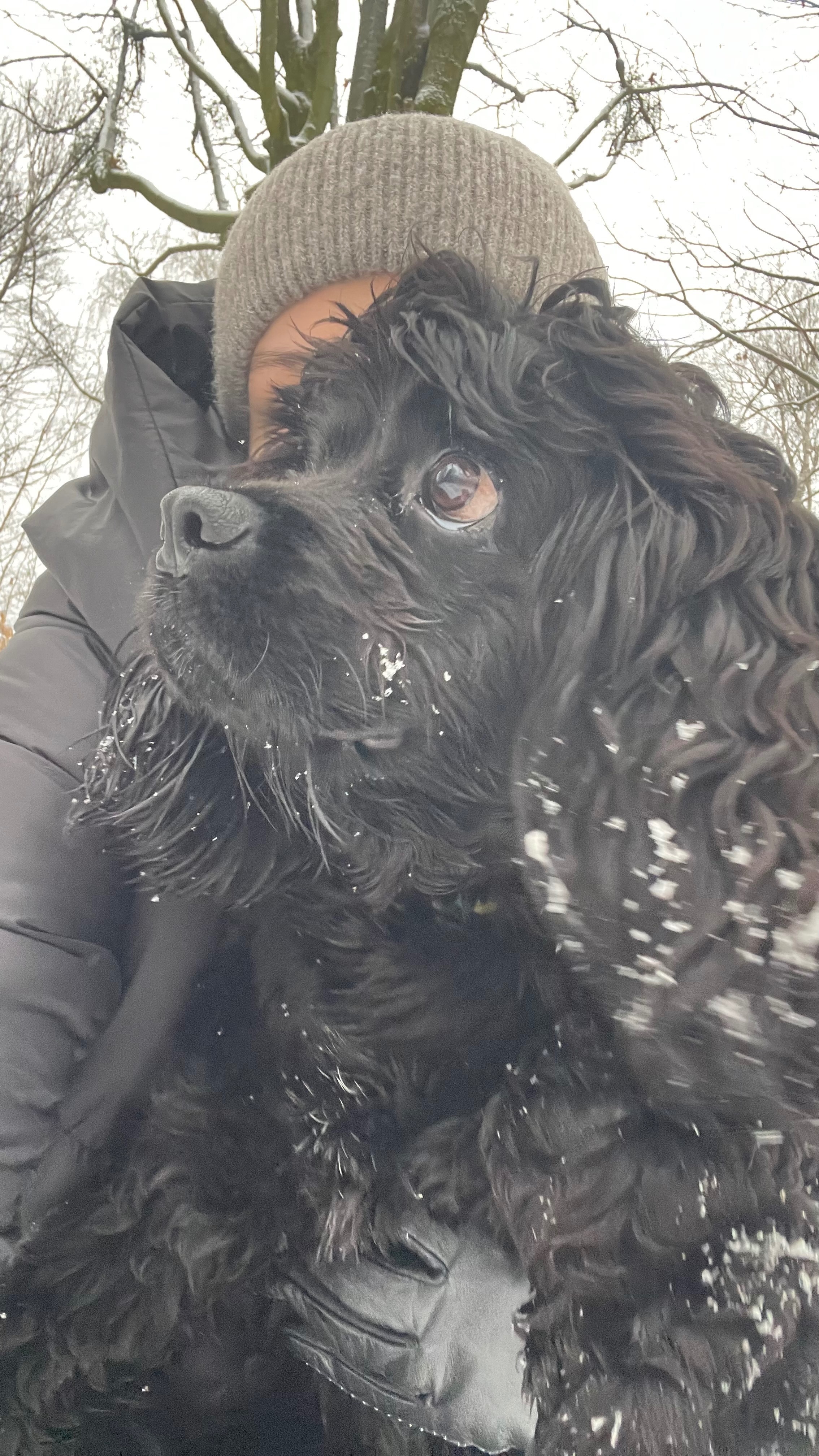 Зник спанієль Чаккі у Львові: допоможіть знайти!