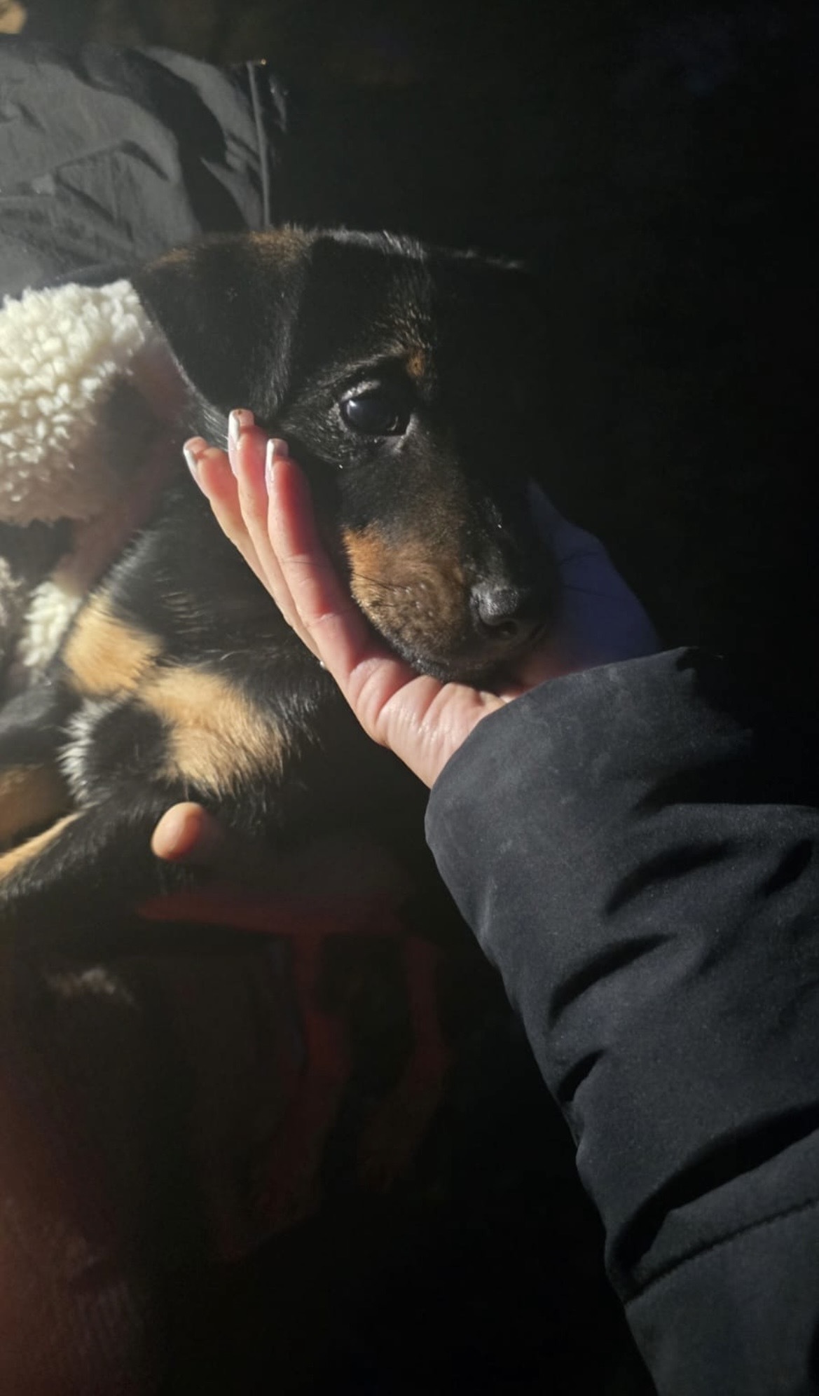 Зникла собака на Подільській, Чернівці