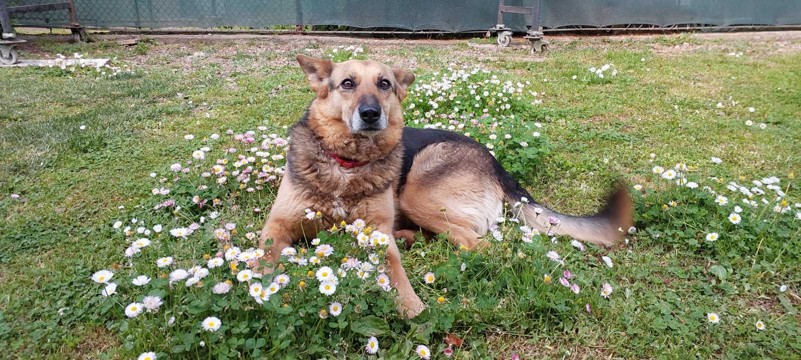 Зникла добра собака в Івано-Франківську