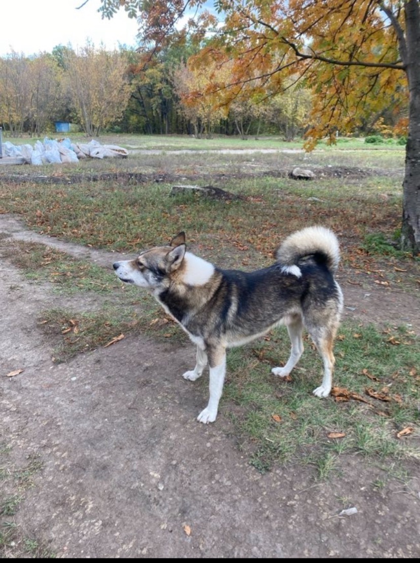 Знайдена спокійна лайка в Злат...