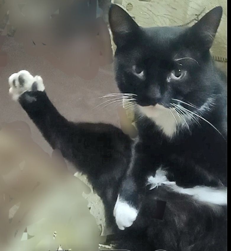 Зникла кішка: особливі прикмети та пошук