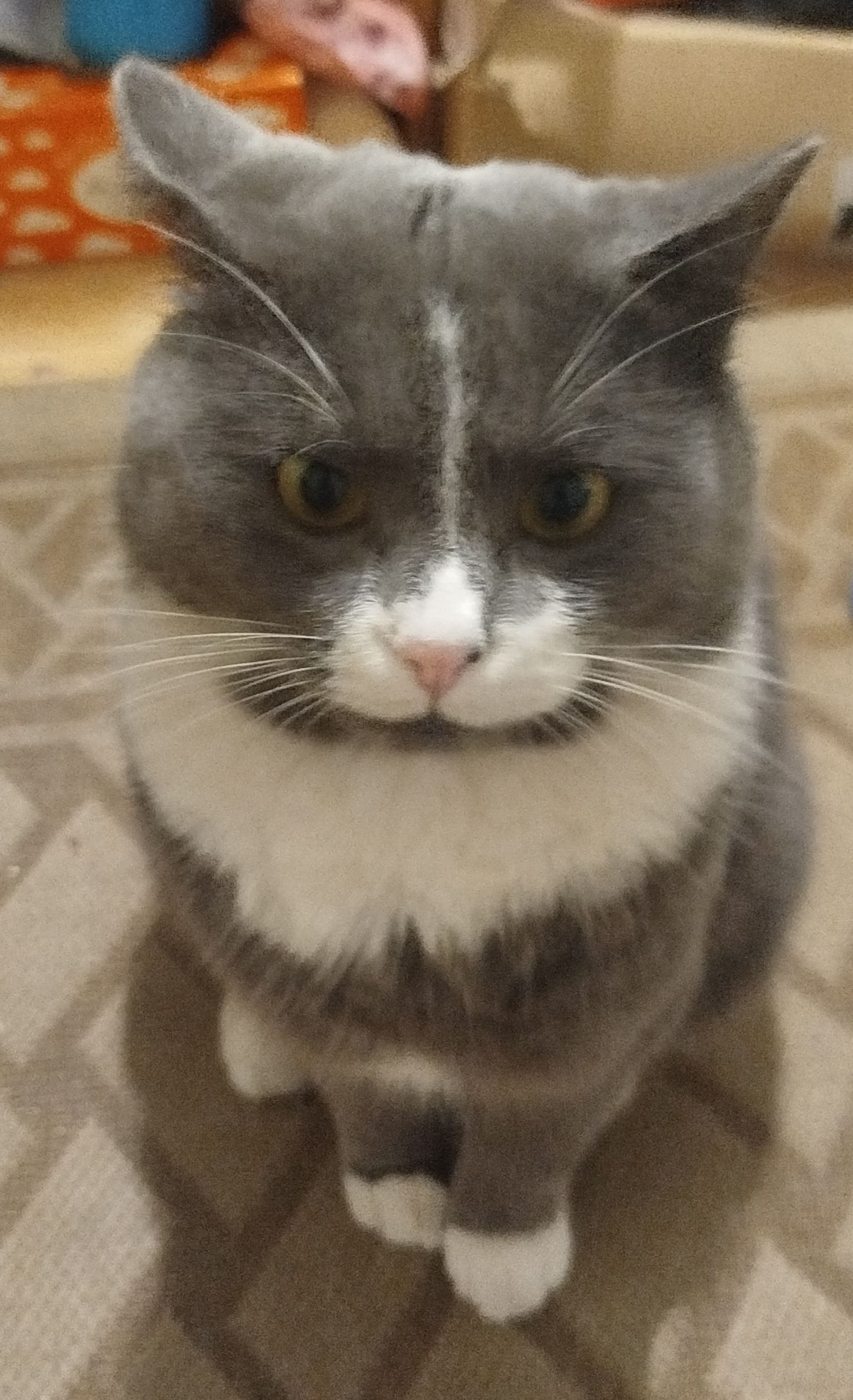 Зникла кішка на Срібнокільській, 4, Київ