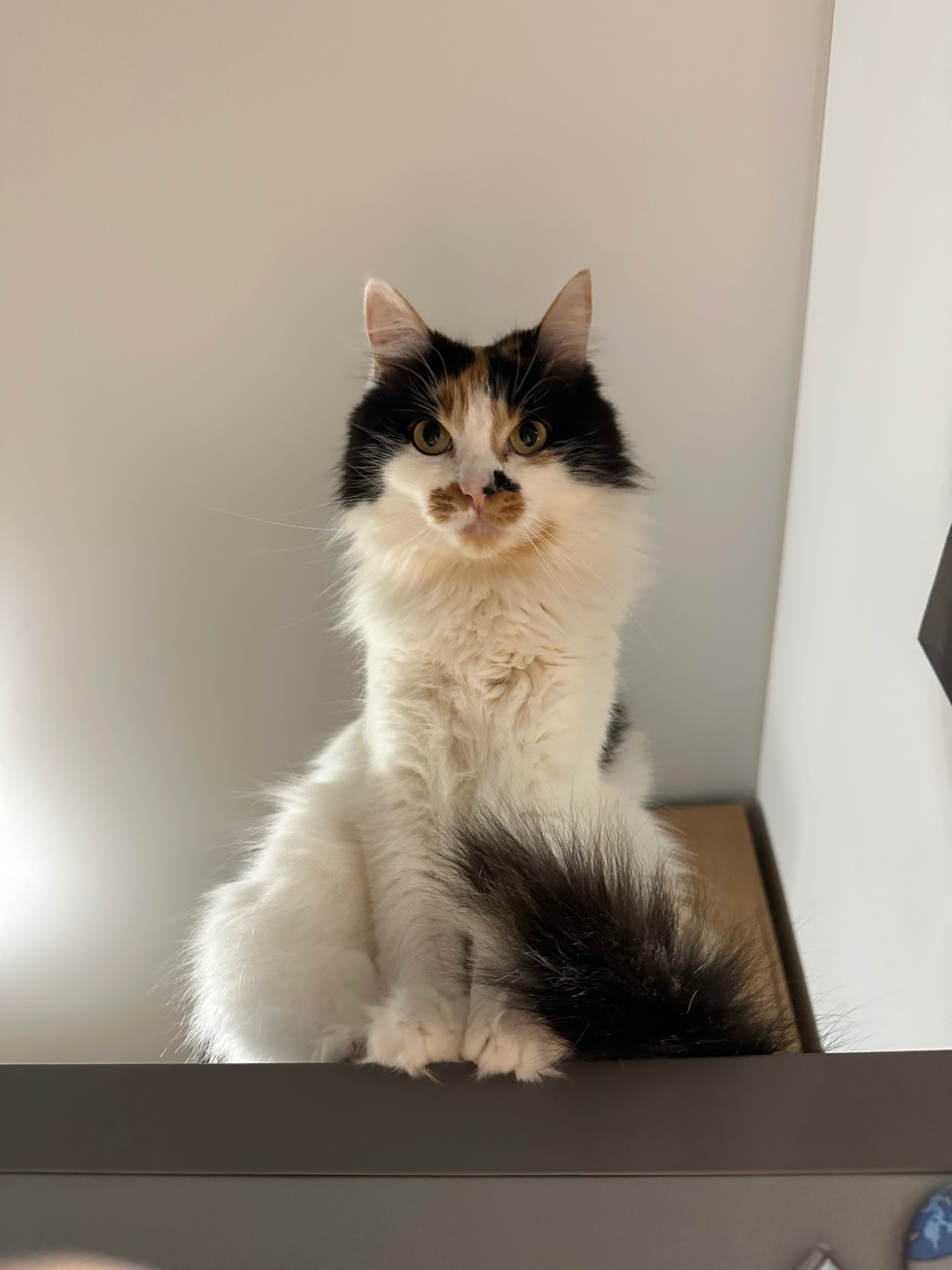 Зникла трьохколірна киця в Івано-Франківську