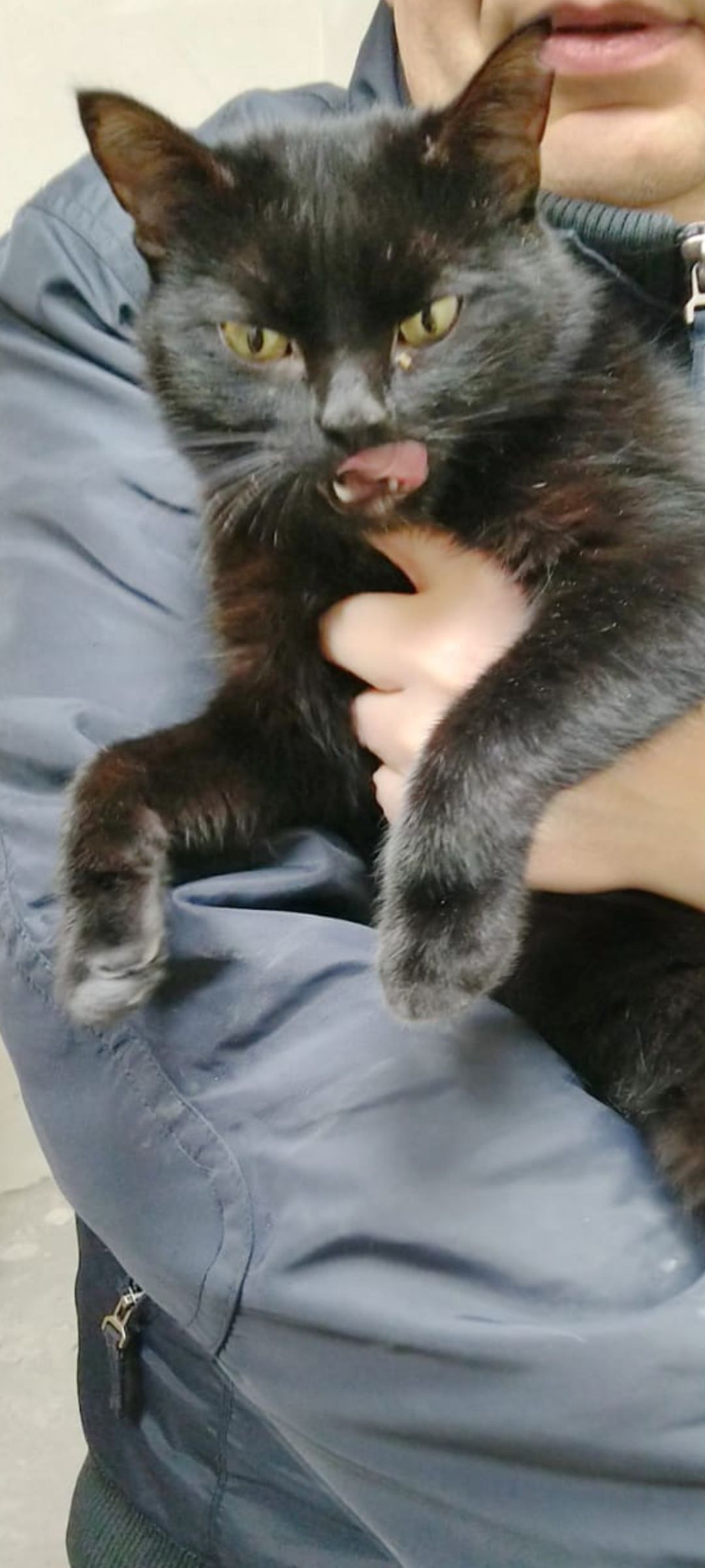 Знайдена молода чорна кішка на...