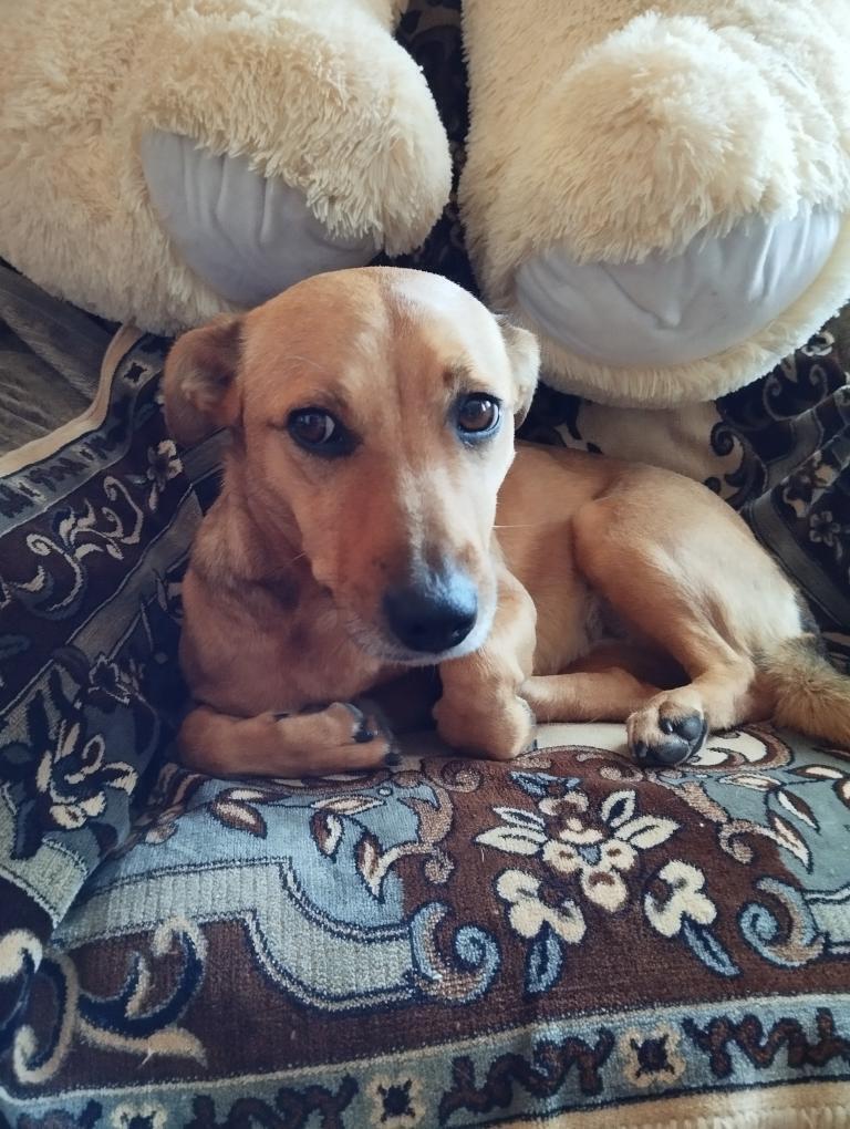 Знайдена собака на зупинці 